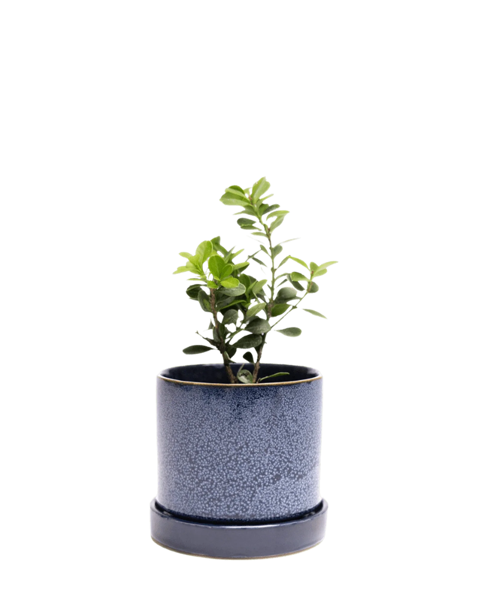 Minute Large Ceramic Pot with Drainage Hole and Saucer, Cosmos