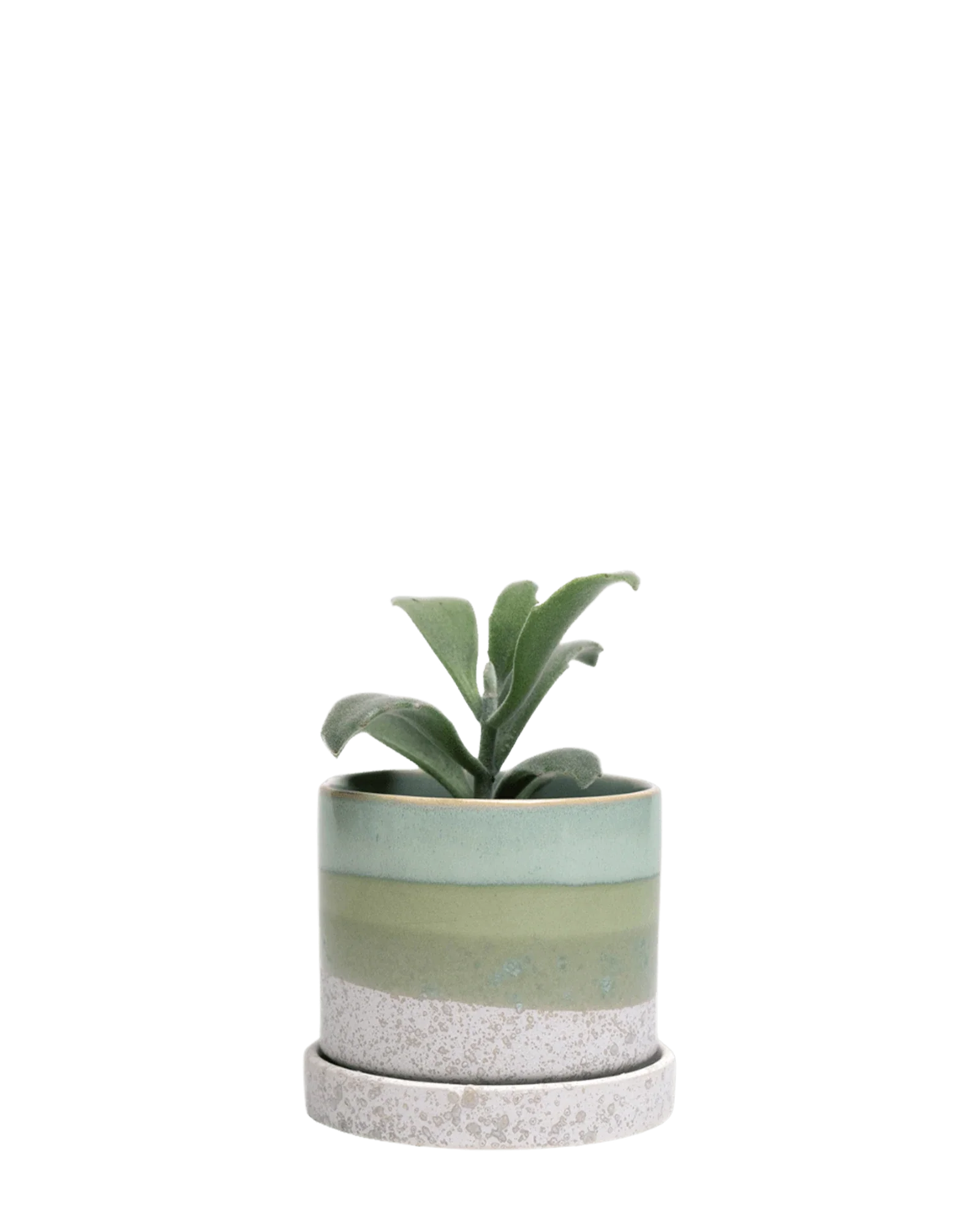 Minute Large Ceramic Pot with Drainage Hole and Saucer, Green Cement
