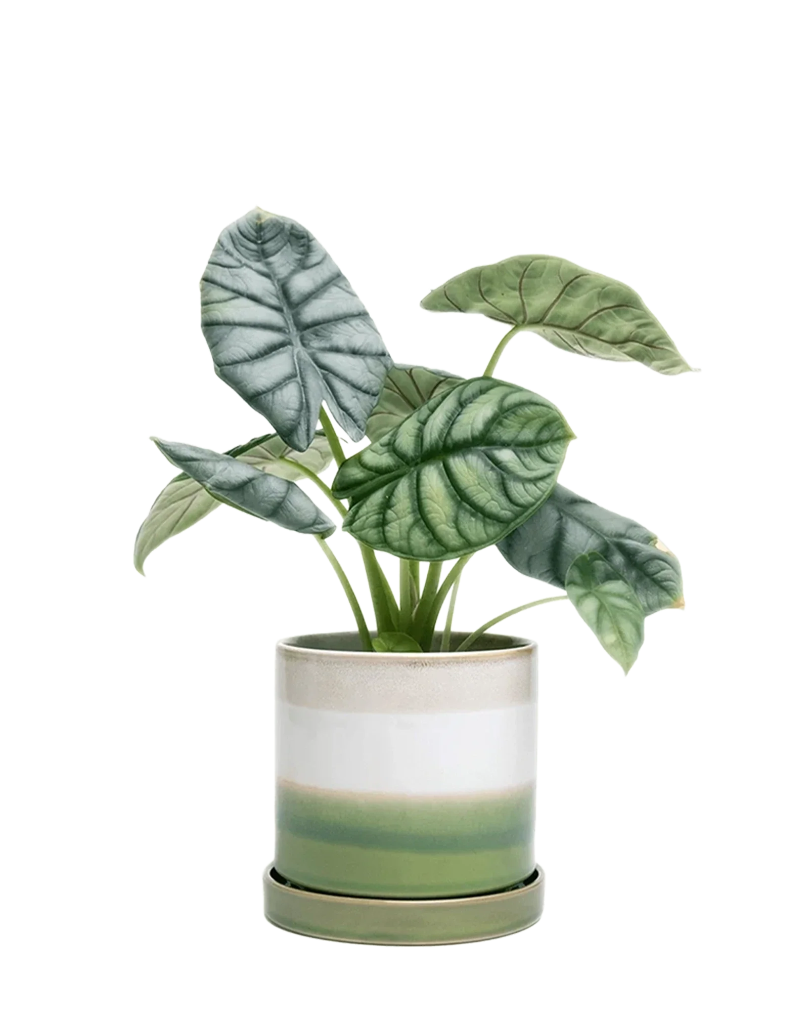 Minute Large Ceramic Pot with Drainage Hole and Saucer, Green Layers
