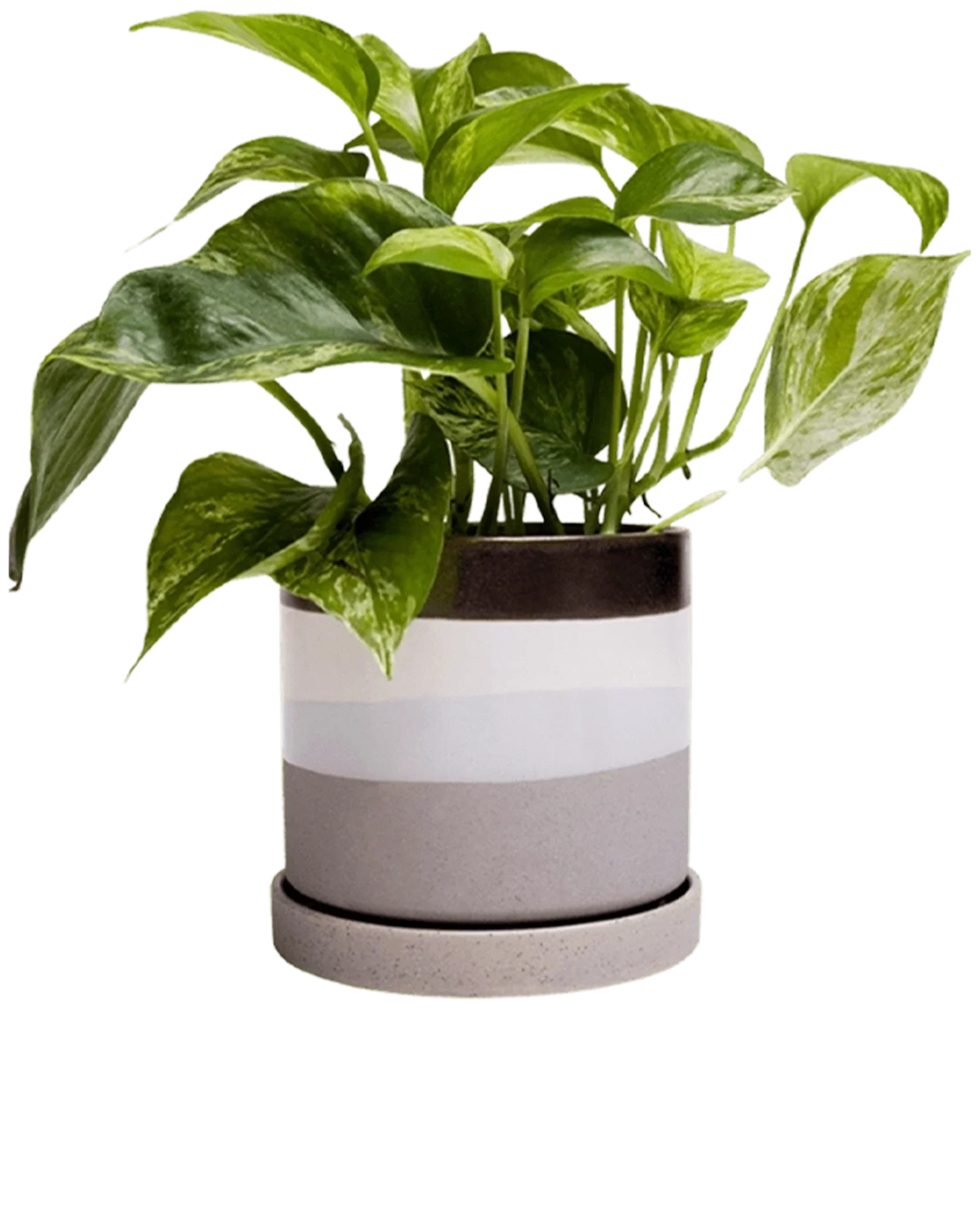 Minute Medium Ceramic Pot with Drainage Hole and Saucer, Mocha Cement - Image 5