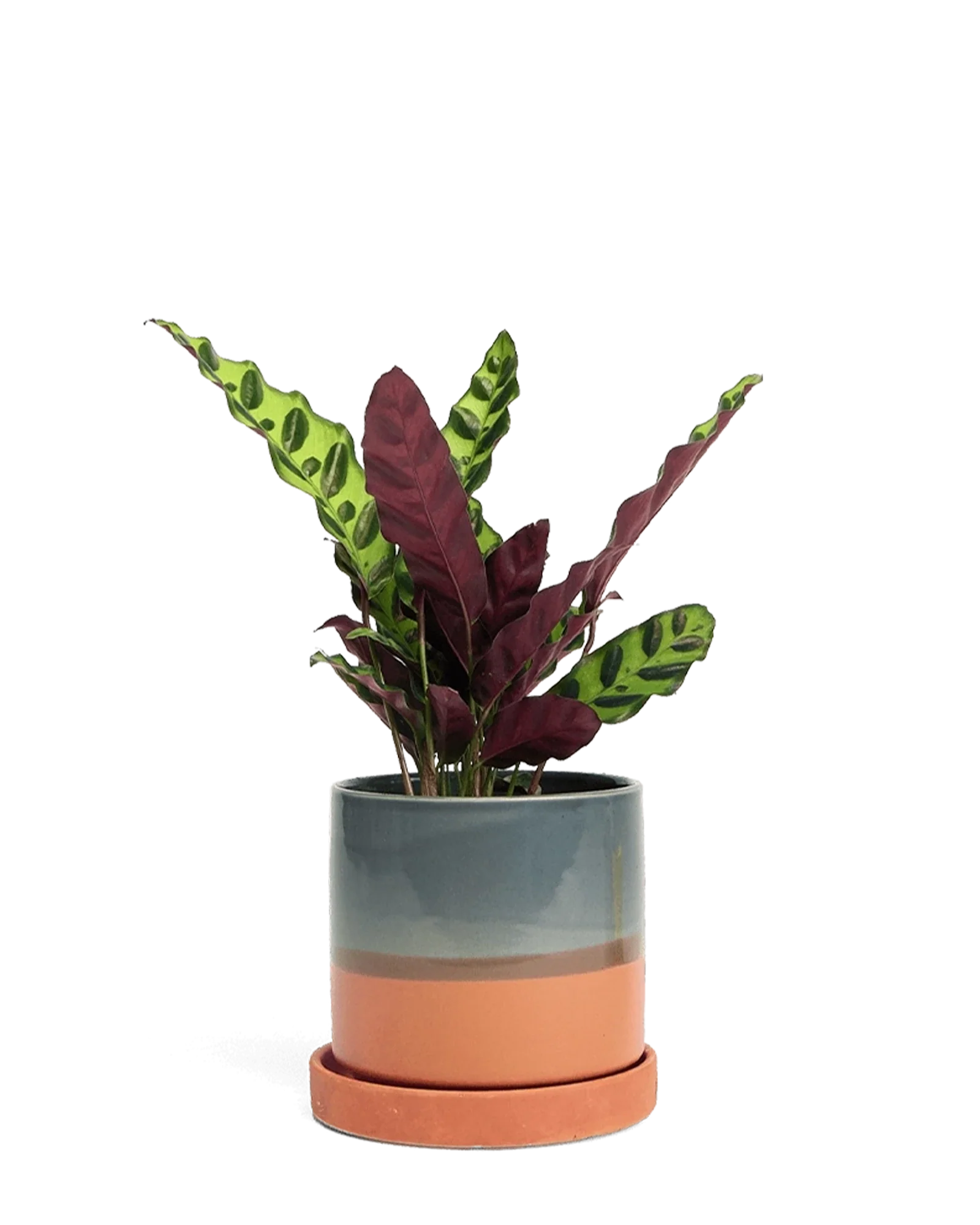 Minute Medium Ceramic Pot with Drainage Hole and Saucer, Terracotta