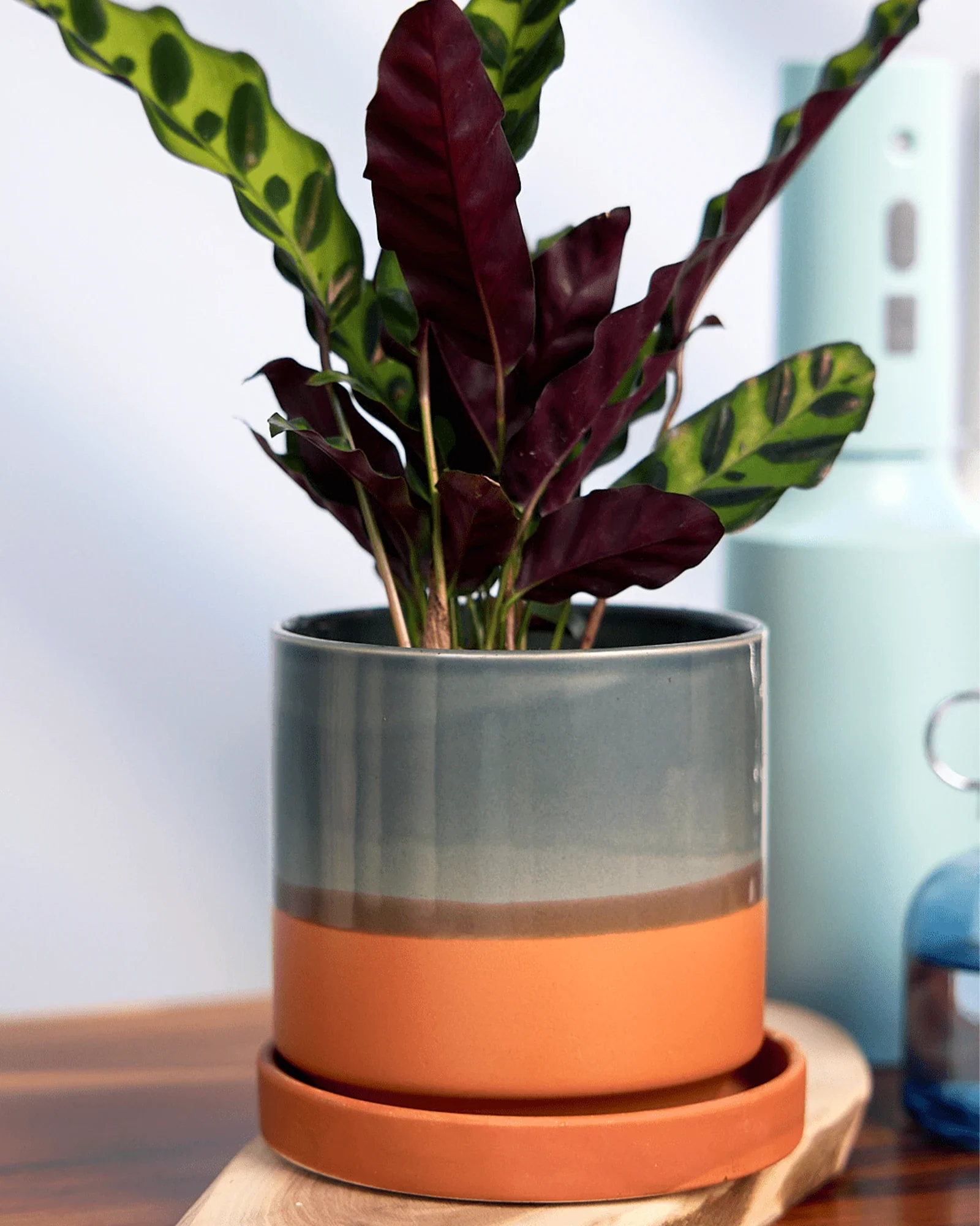 Minute Medium Ceramic Pot with Drainage Hole and Saucer, Terracotta - Image 6