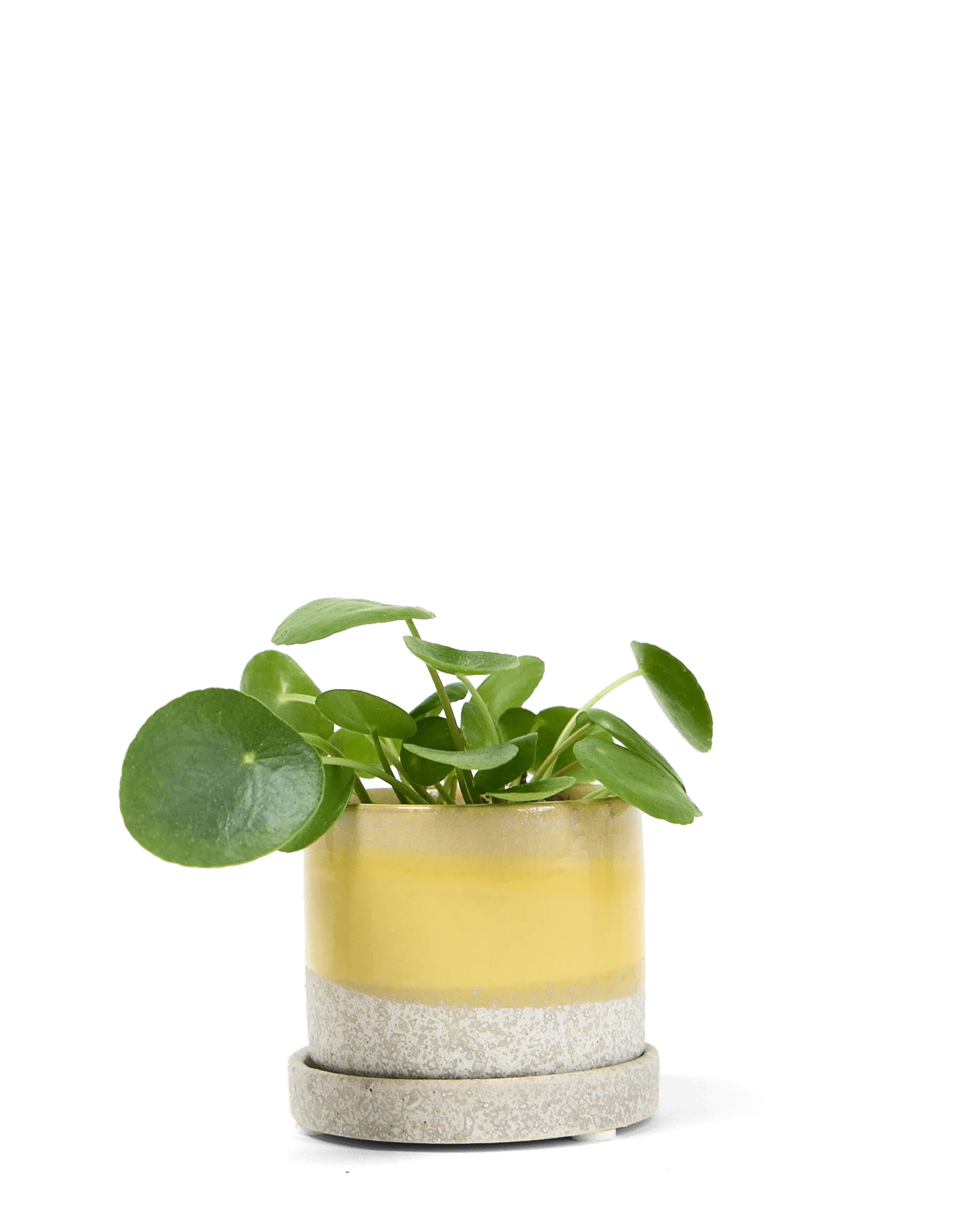 Minute Small Ceramic Pot with Drainage Hole and Saucer, Boombastic