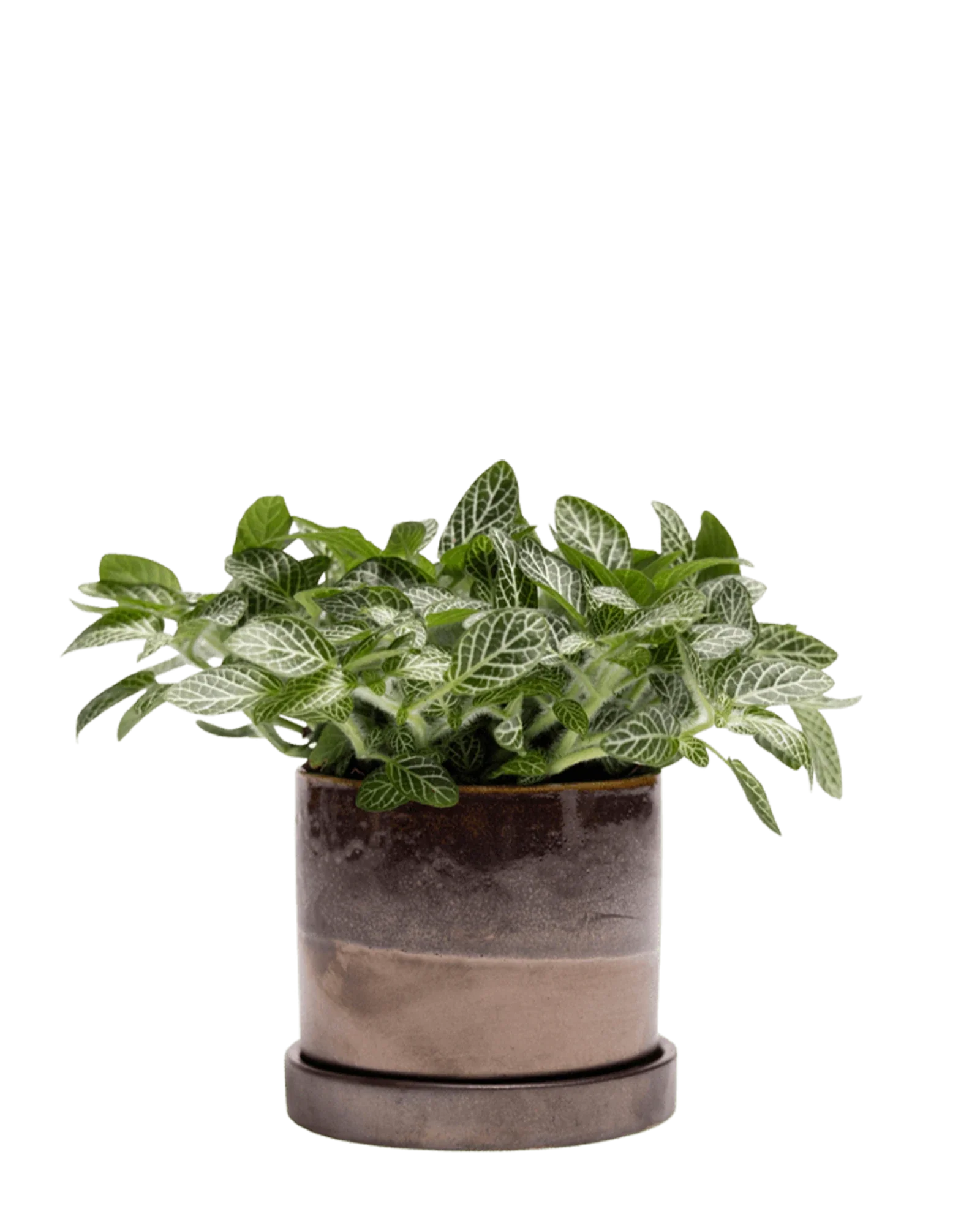 Minute Small Ceramic Pot with Drainage Hole and Saucer, Bronze Speckles