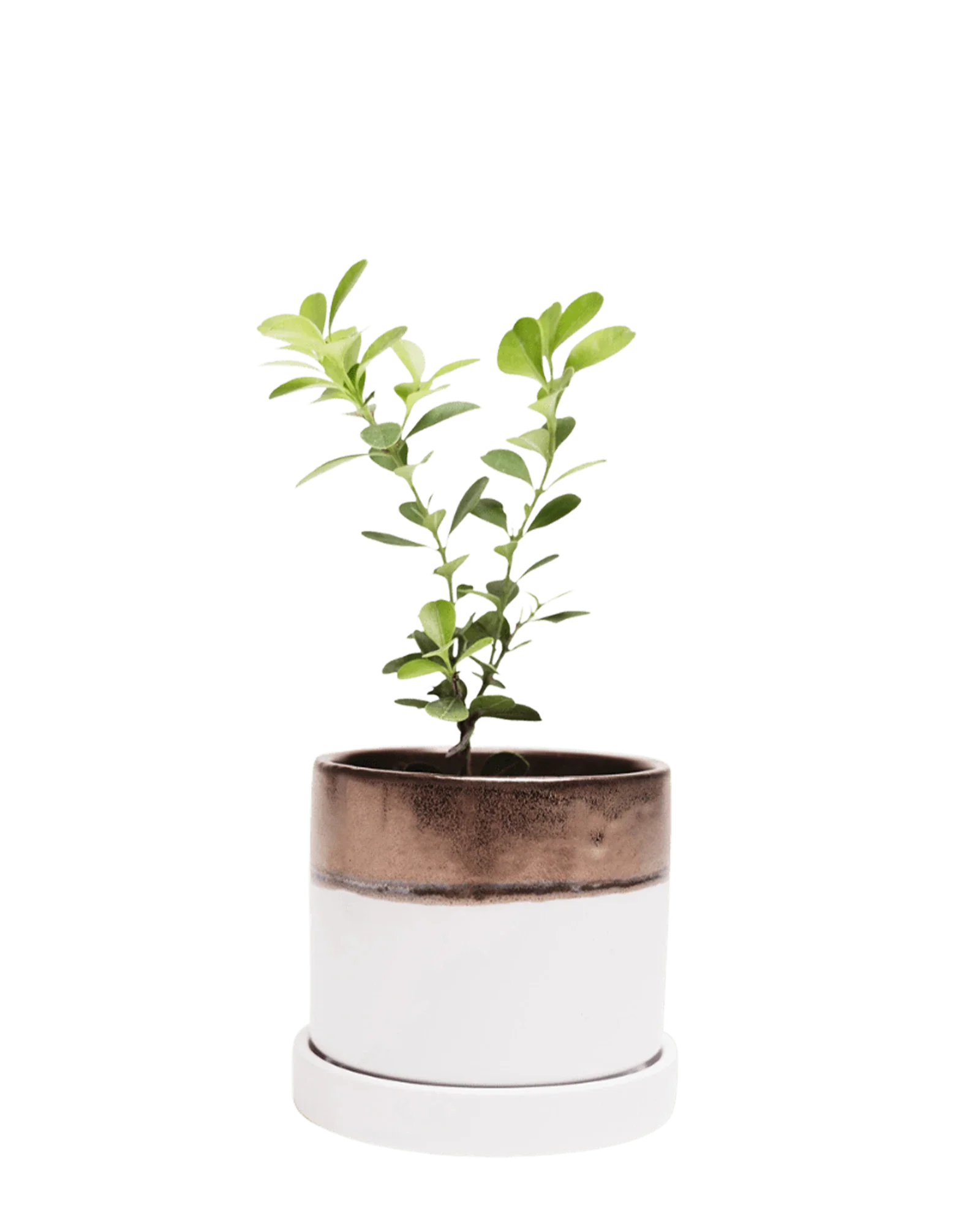 Minute Small Ceramic Pot with Drainage Hole and Saucer, Bronze White