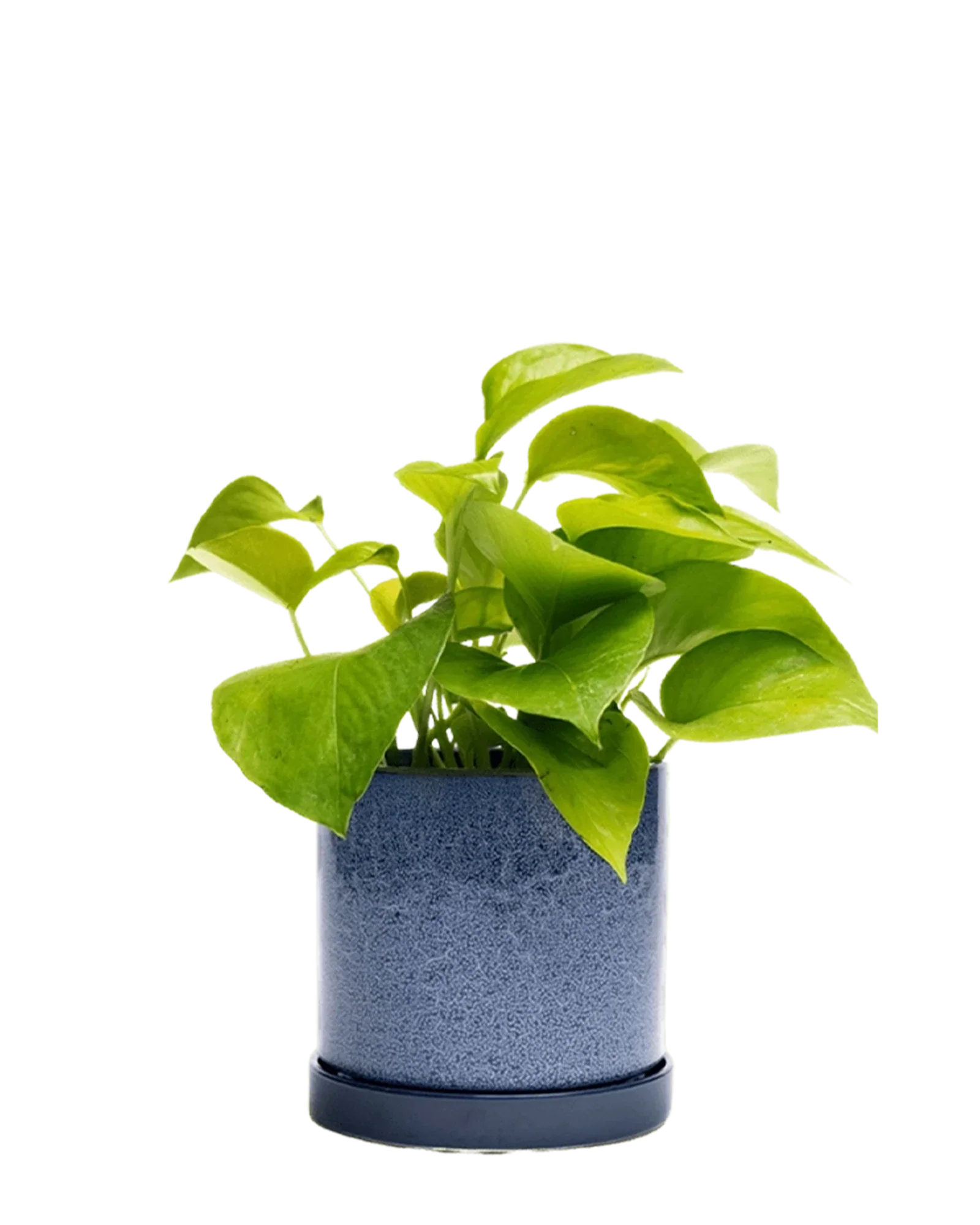 Minute Small Ceramic Pot with Drainage Hole and Saucer, Cosmos