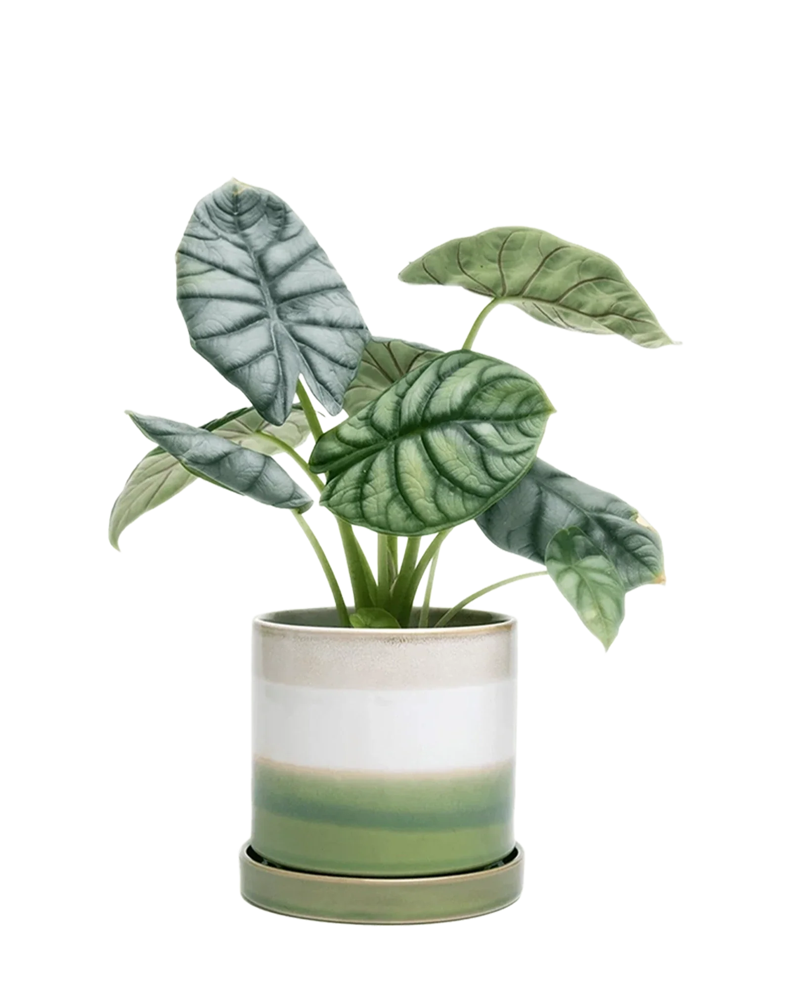 Minute Small Ceramic Pot with Drainage Hole and Saucer, Green Layers