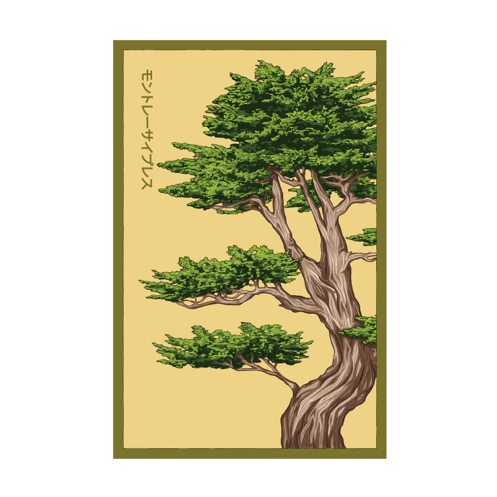 Monterey Cypress Flower Seeds Packet