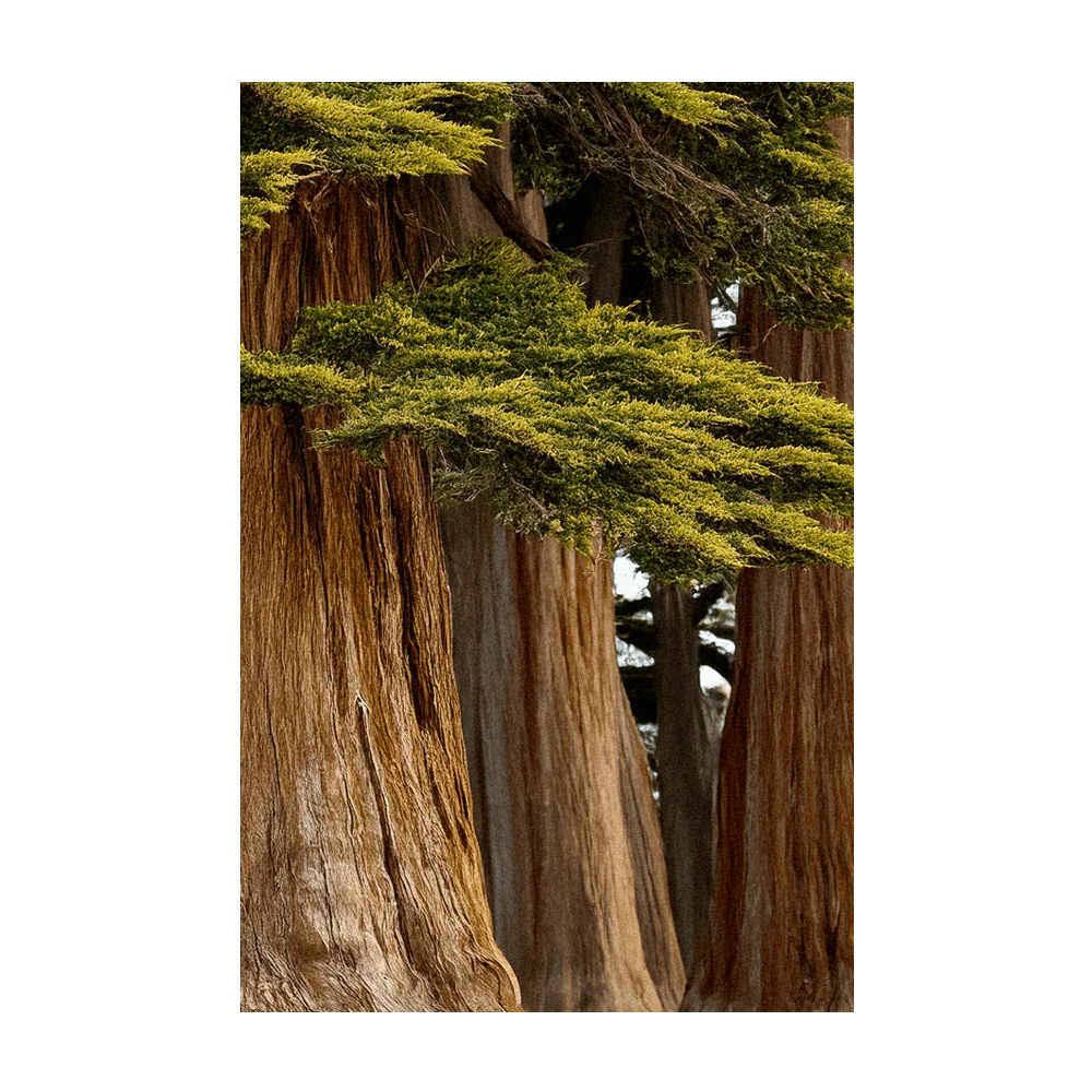 Monterey Cypress Flower Seeds Packet - Image 3