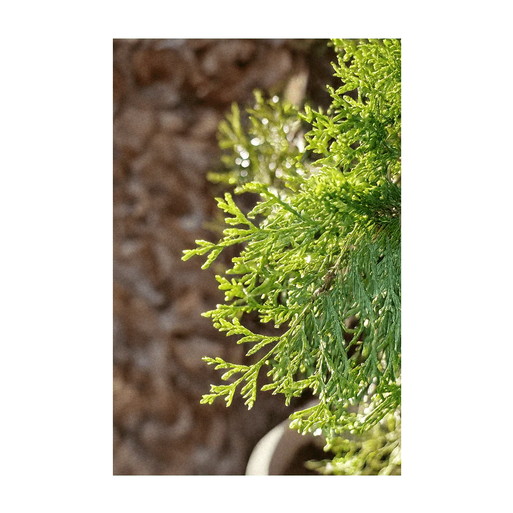 Monterey Cypress Flower Seeds Packet - Image 4