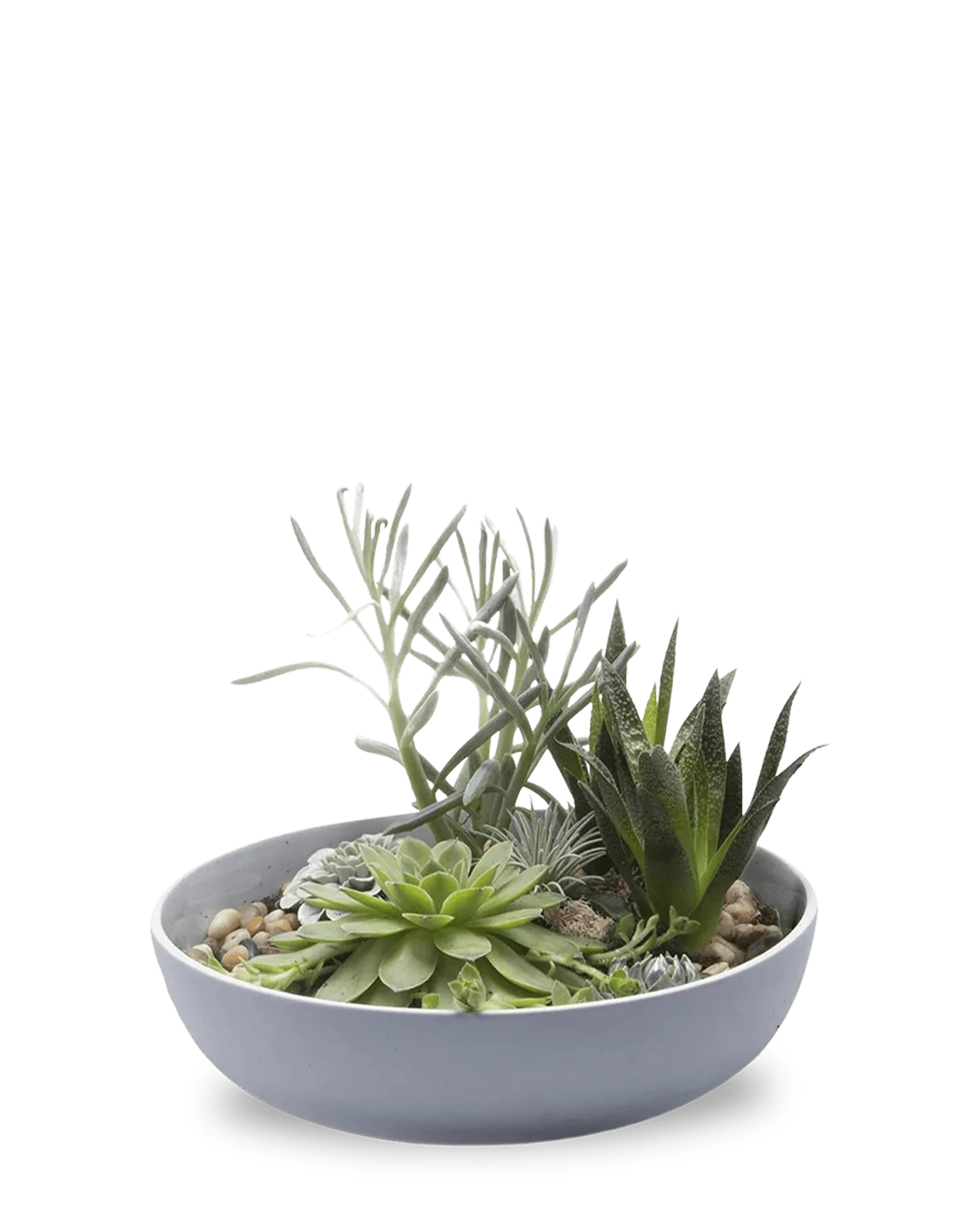 Moog Porcelain Succulent Garden Dish - Blue Grey