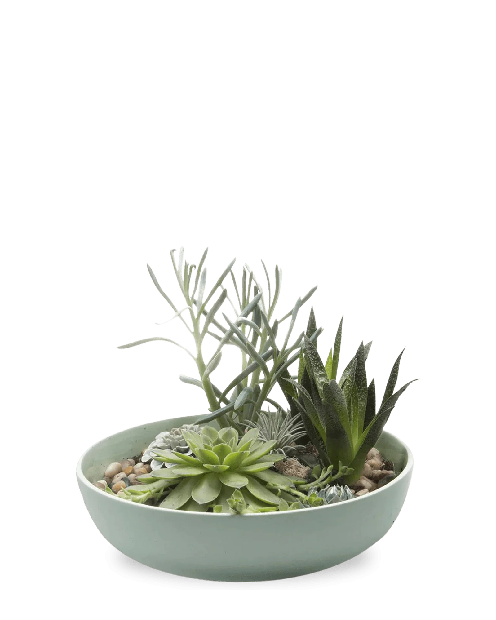 Moog Porcelain Succulent Garden Dish - Peacock Green