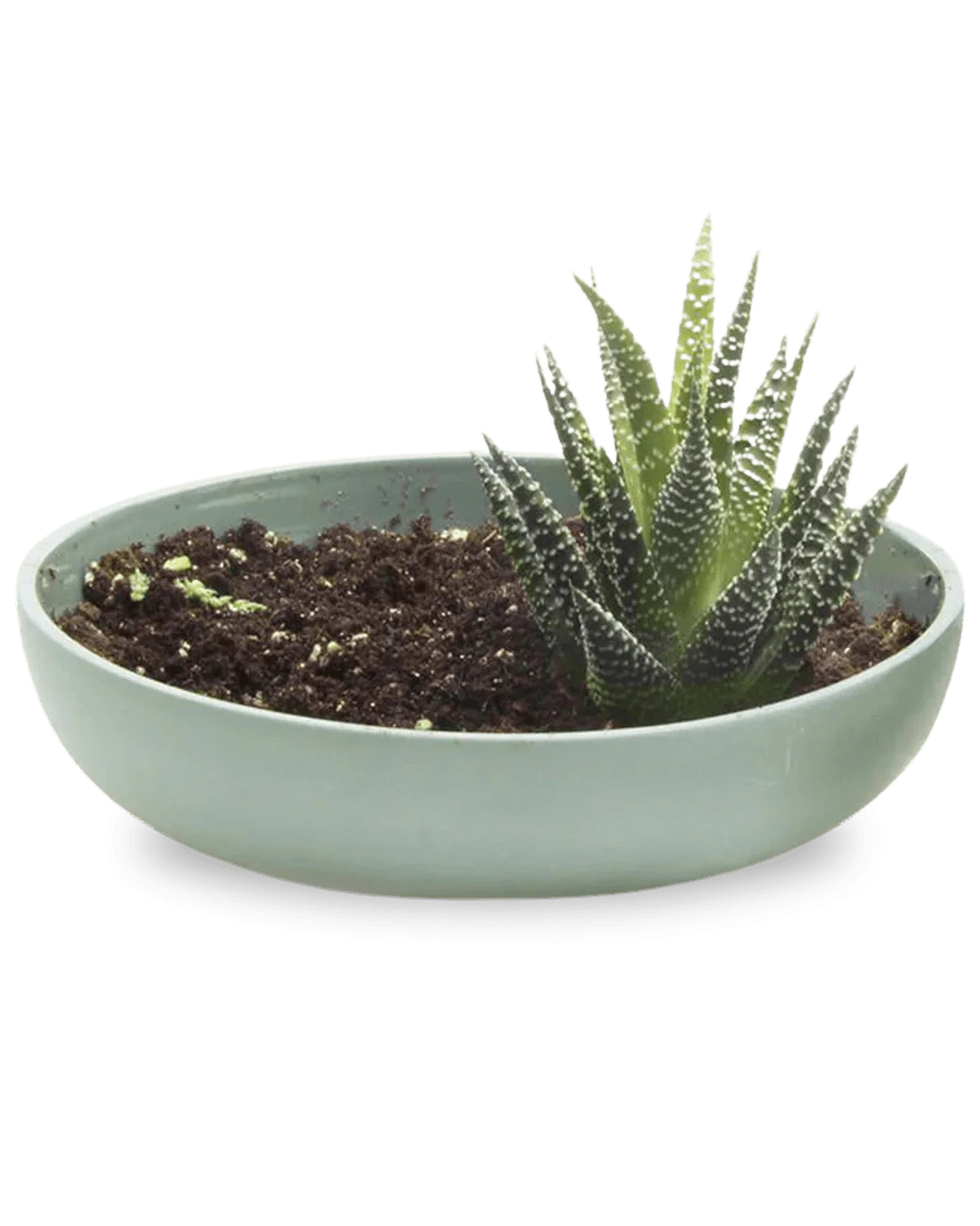 Moog Porcelain Succulent Garden Dish - Peacock Green - Image 2