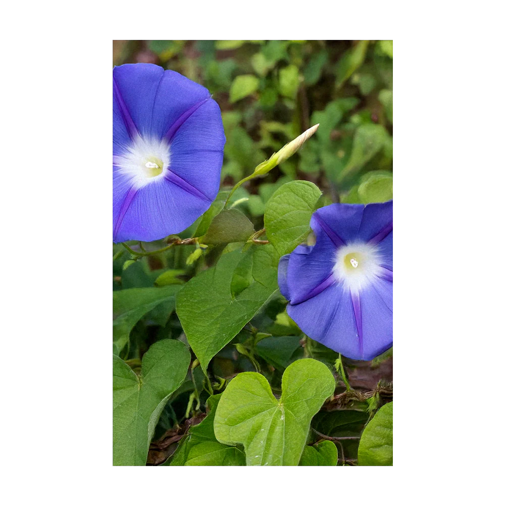 Morning Glory Flower Seeds Packet - Image 3