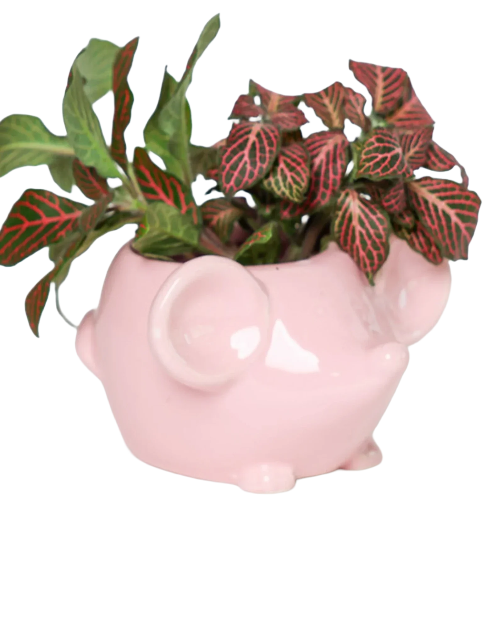 Mouse Ceramic Indoor Plant Pot For Succulents - Image 10