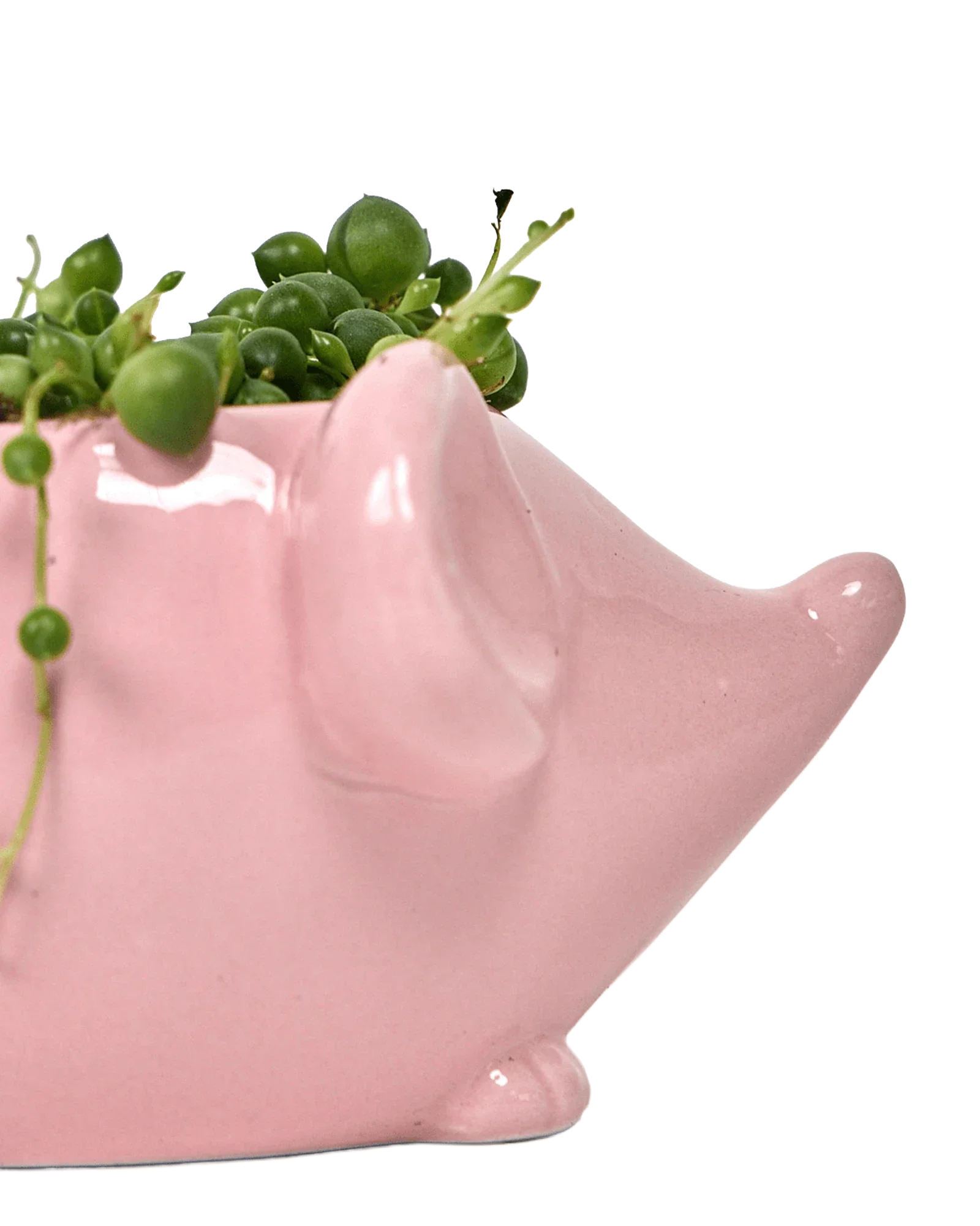 Mouse Ceramic Indoor Plant Pot For Succulents - Image 11