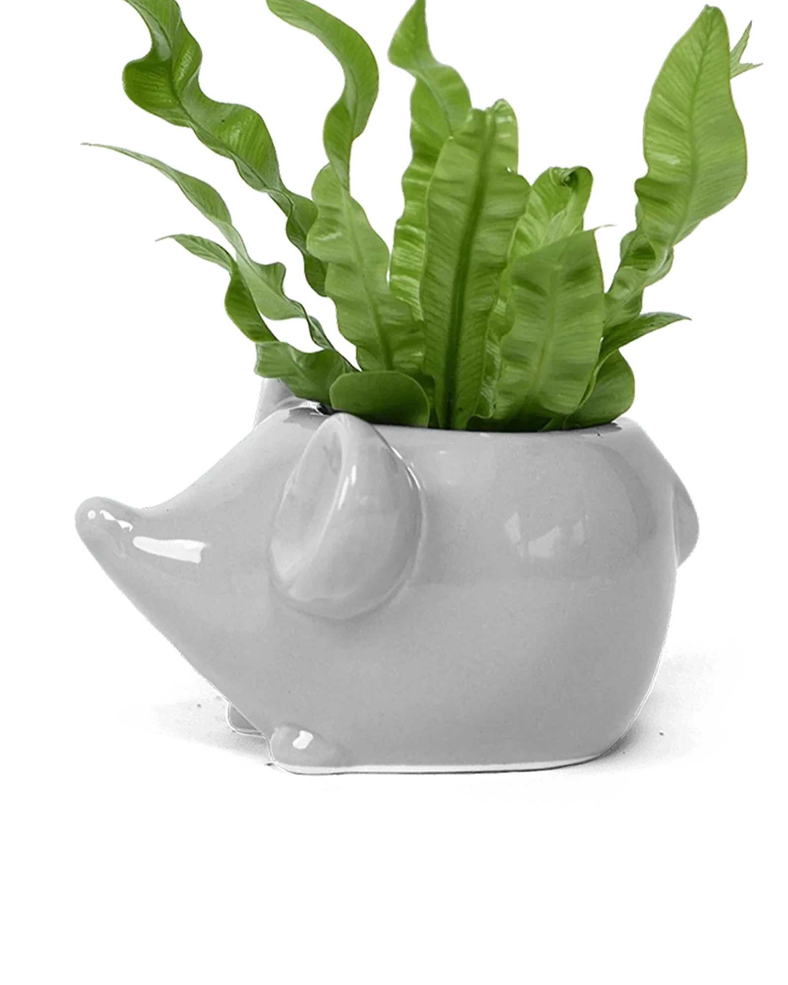 Mouse Ceramic Indoor Plant Pot For Succulents - Image 3