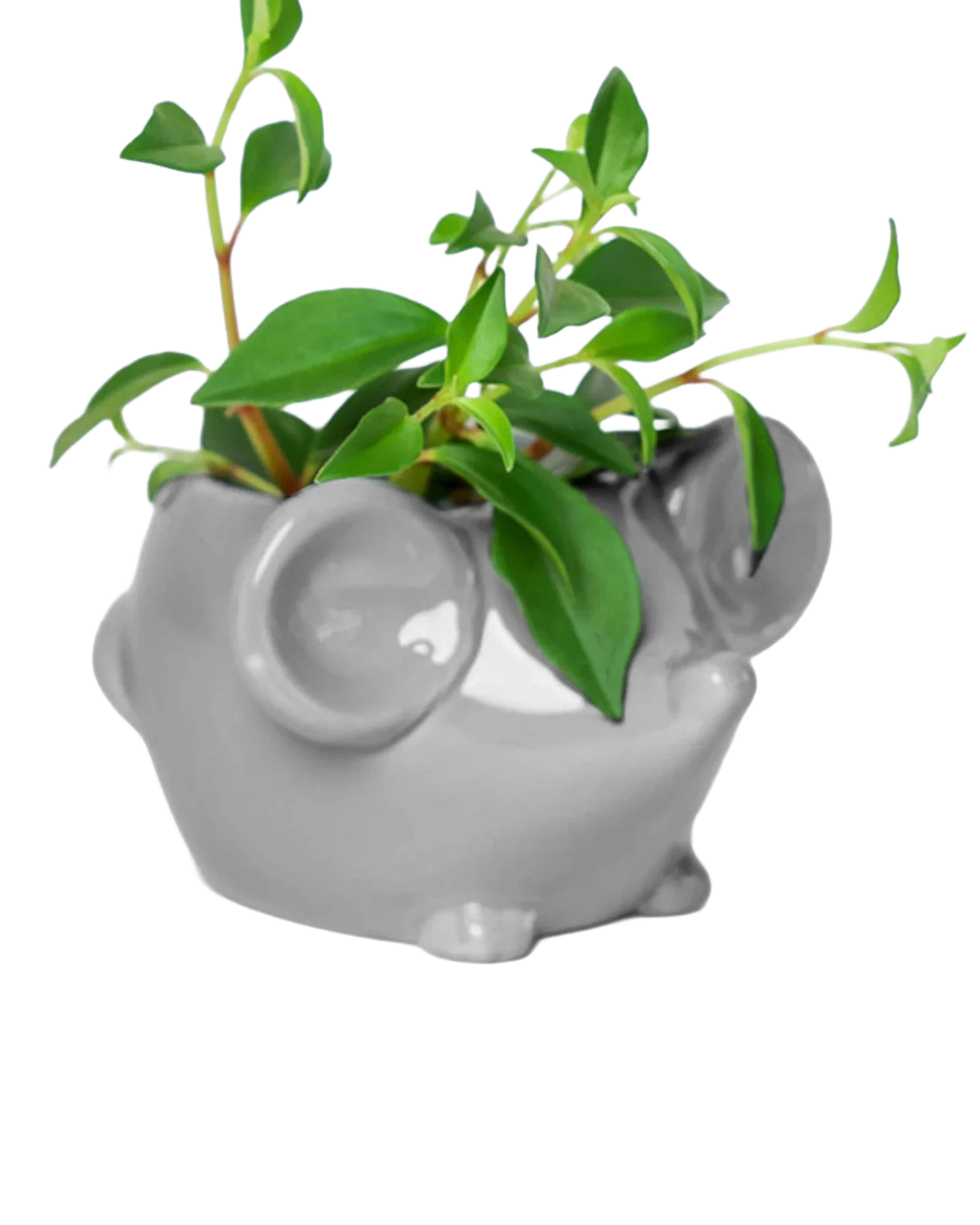 Mouse Ceramic Indoor Plant Pot For Succulents - Image 4