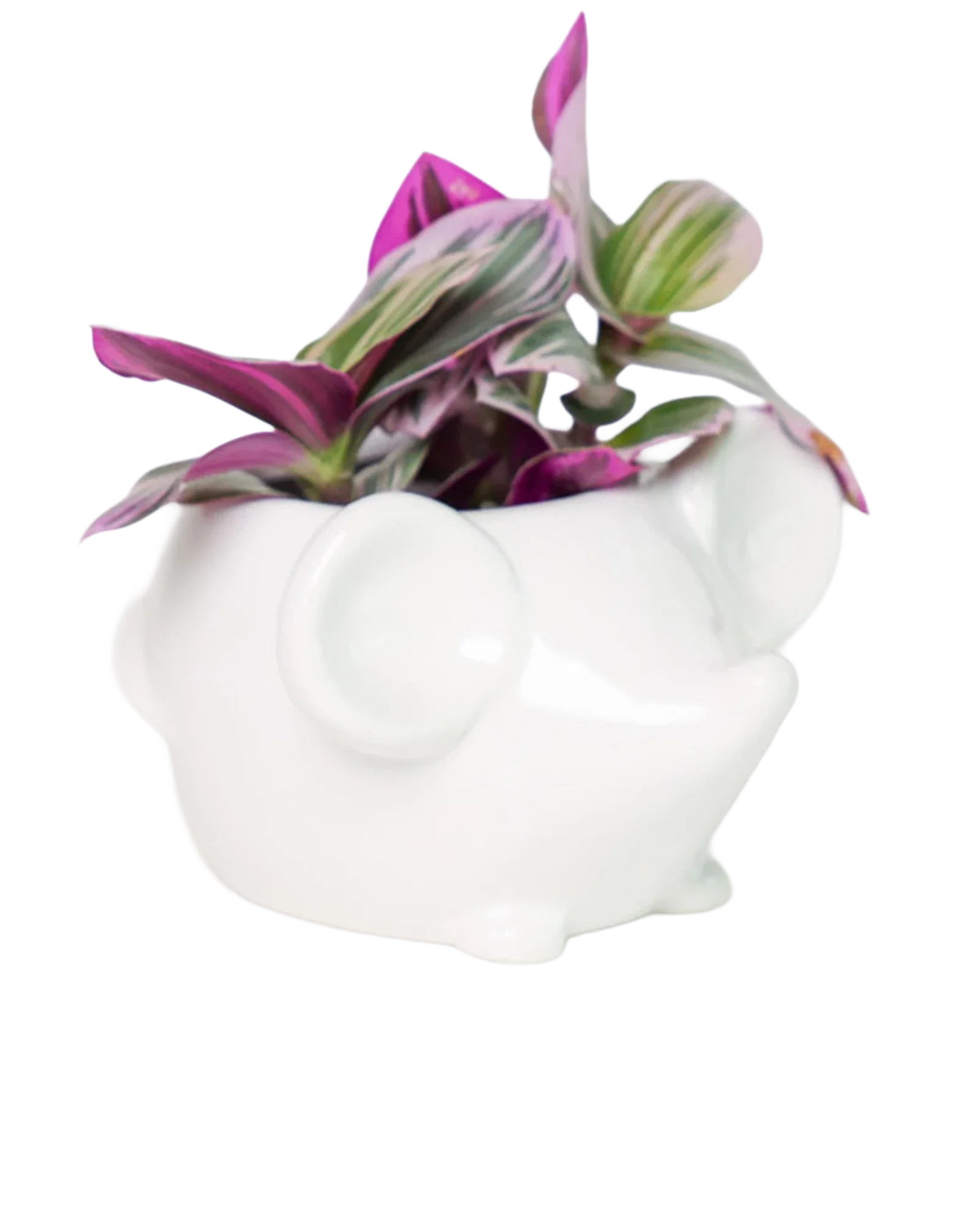Mouse Ceramic Indoor Plant Pot For Succulents - Image 7