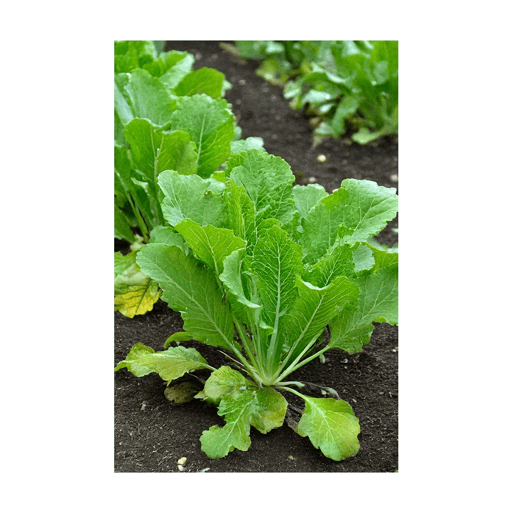 Mustard Greens Vegetable Seeds Packet - Image 3
