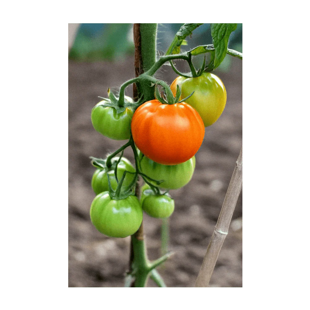 Old German Heirloom Tomato Vegetable Seeds Packet - Image 3