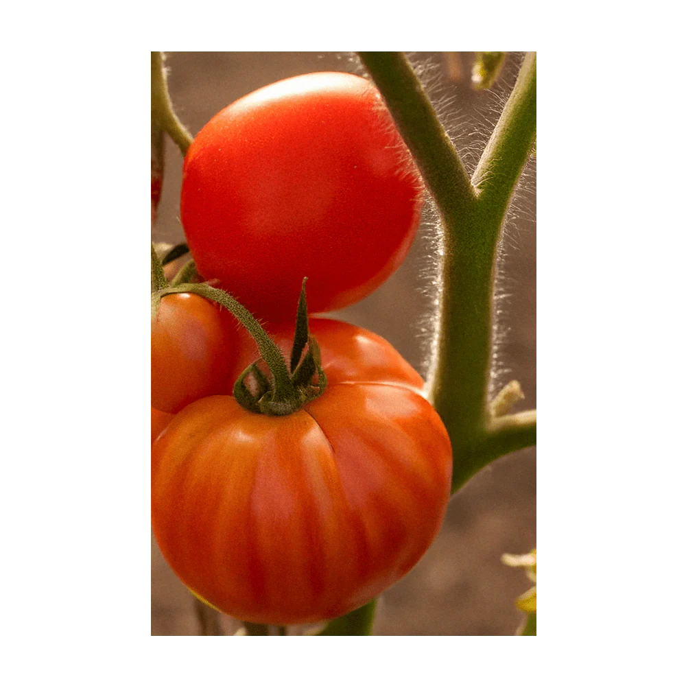 Old German Heirloom Tomato Vegetable Seeds Packet - Image 4