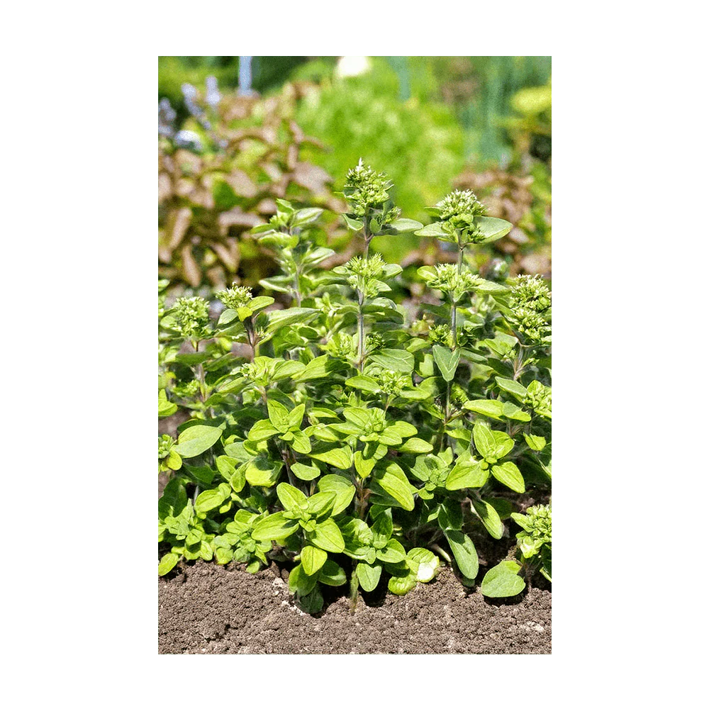 Oregano Herb Seeds Packet - Image 3