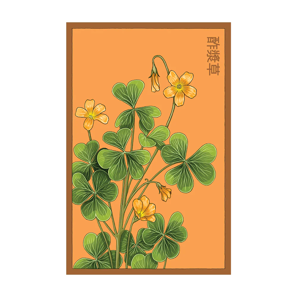 Oxalis Flower Seeds Packet