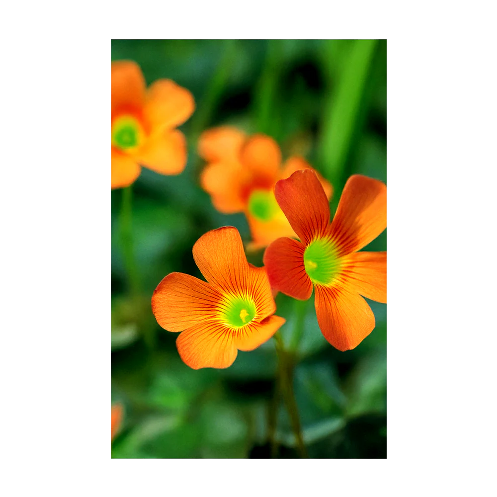 Oxalis Flower Seeds Packet - Image 3