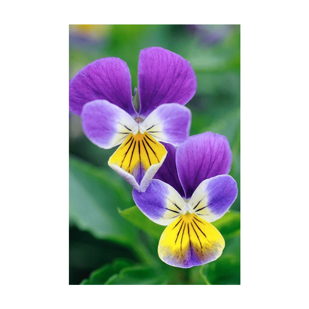 Pansy Flower Seeds Packet - Image 3