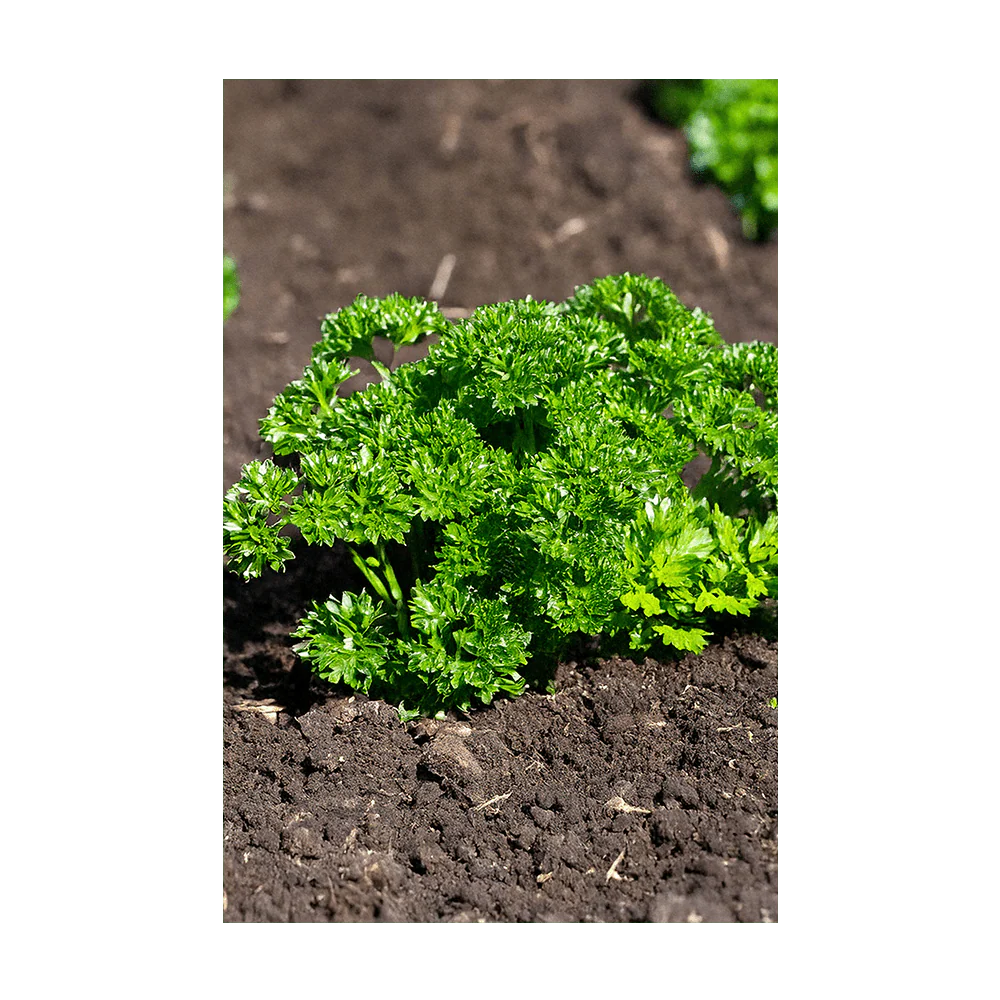 Parsley Herb Seeds Packet - Image 3