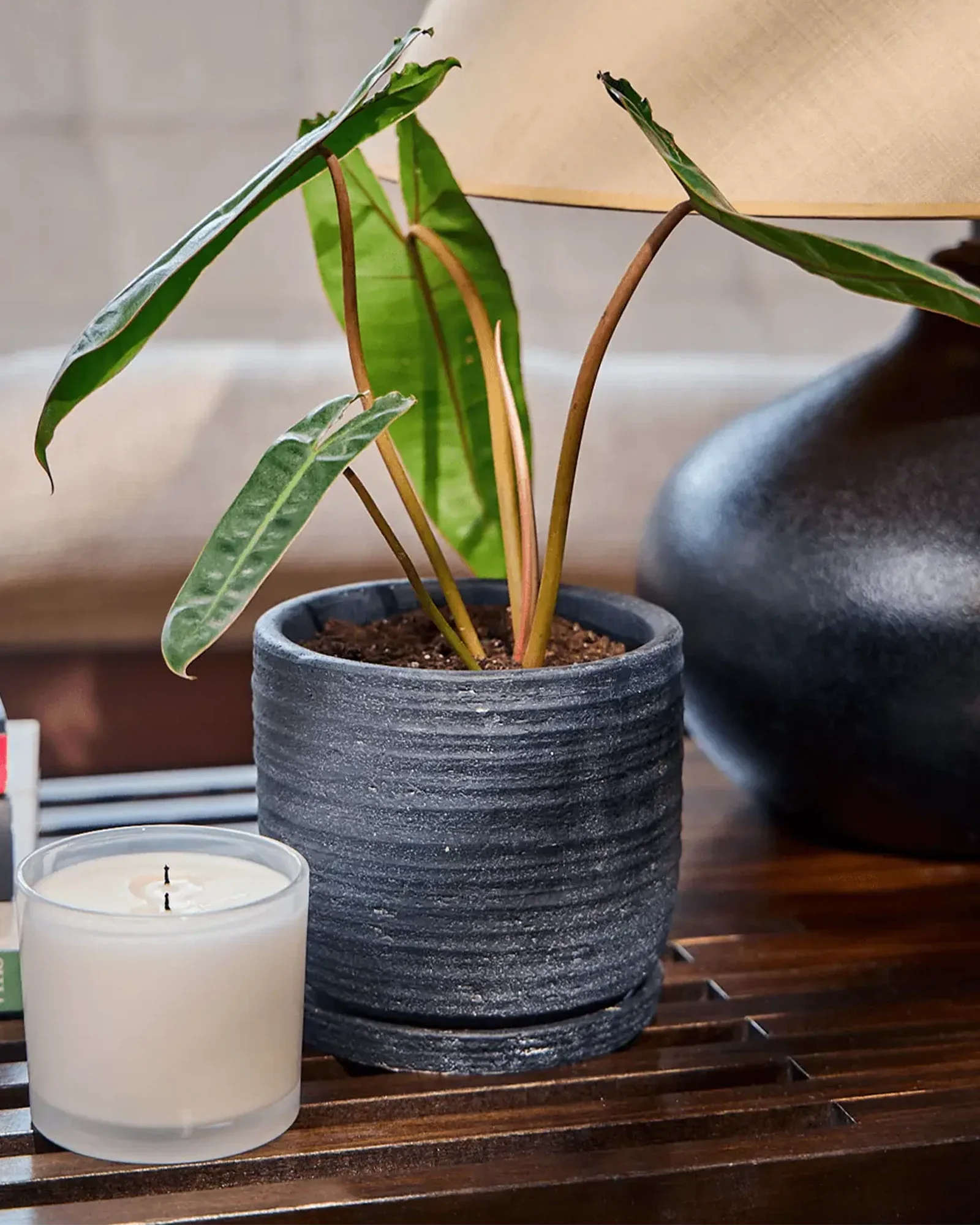 Paul Ceramic Pot And Saucer Set With Drainage | 3 inch - Image 2