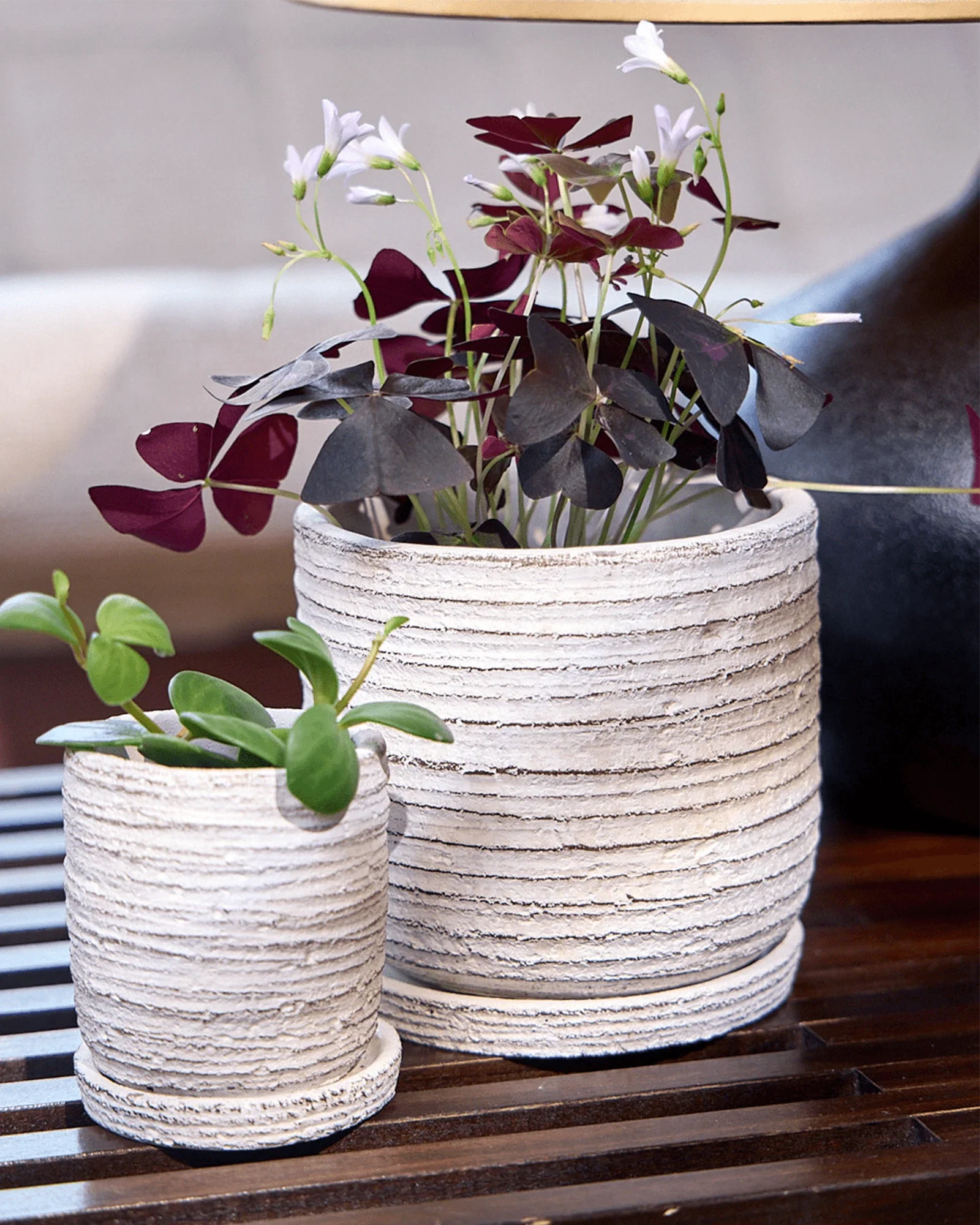 Paul Ceramic Pot And Saucer Set With Drainage | 3 inch - Image 9