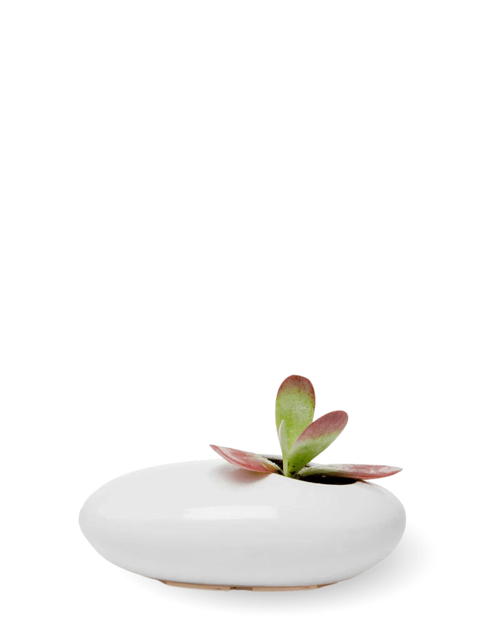 Pebble Ceramic Ikebana Kenzan Container - Image 4