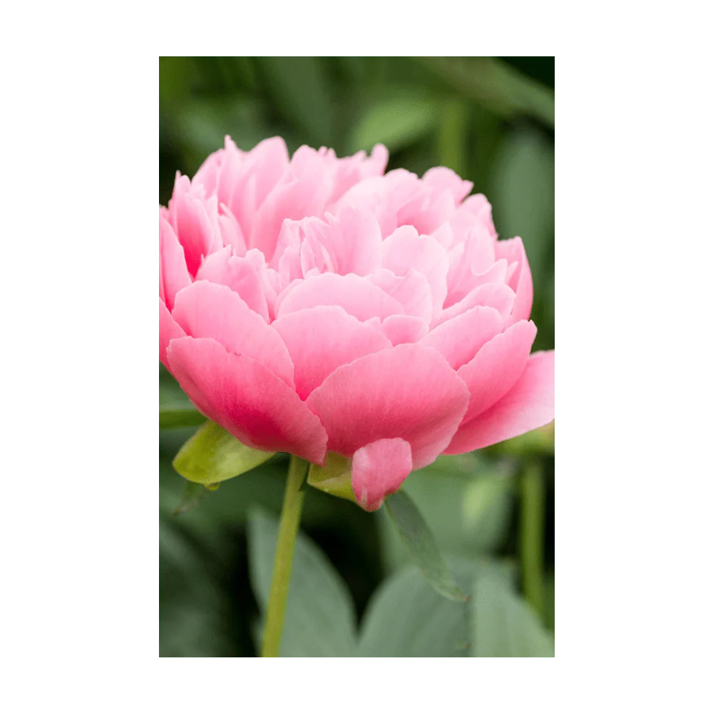 Peony Flower Seeds Packet - Image 3