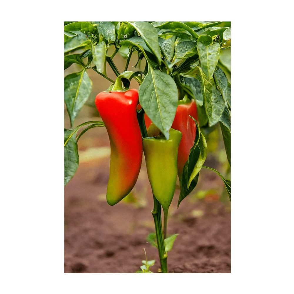 Peter Pepper Vegetable Seeds Packet - Image 3