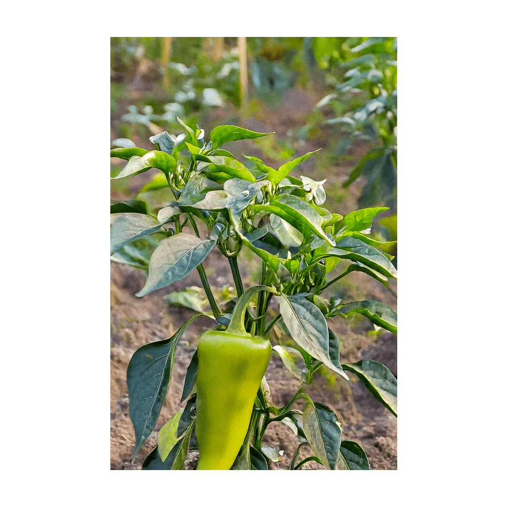 Peter Pepper Vegetable Seeds Packet - Image 4