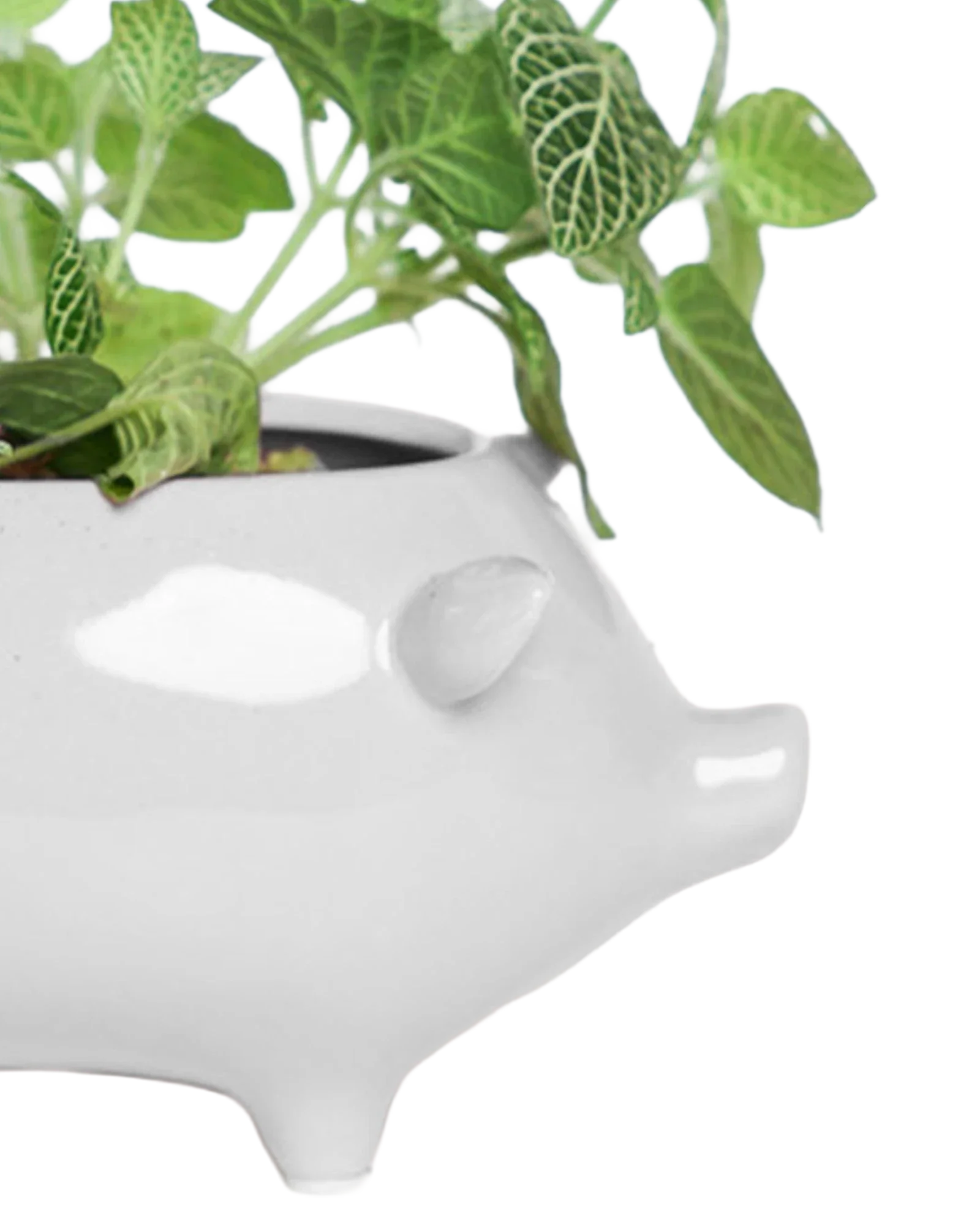 Pig Ceramic Indoor Plant Pot For Succulents - Image 10
