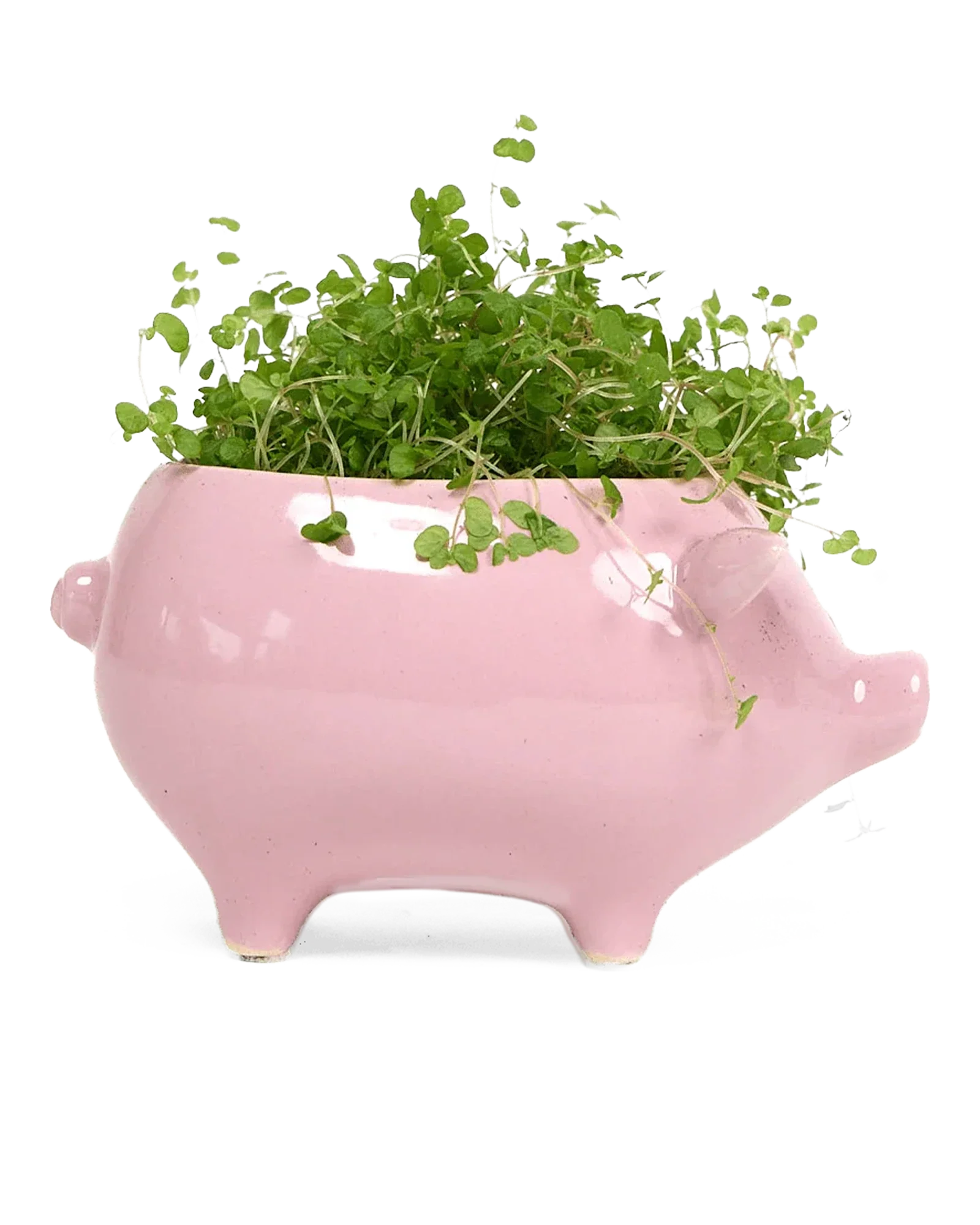 Pig Ceramic Indoor Plant Pot For Succulents - Image 12