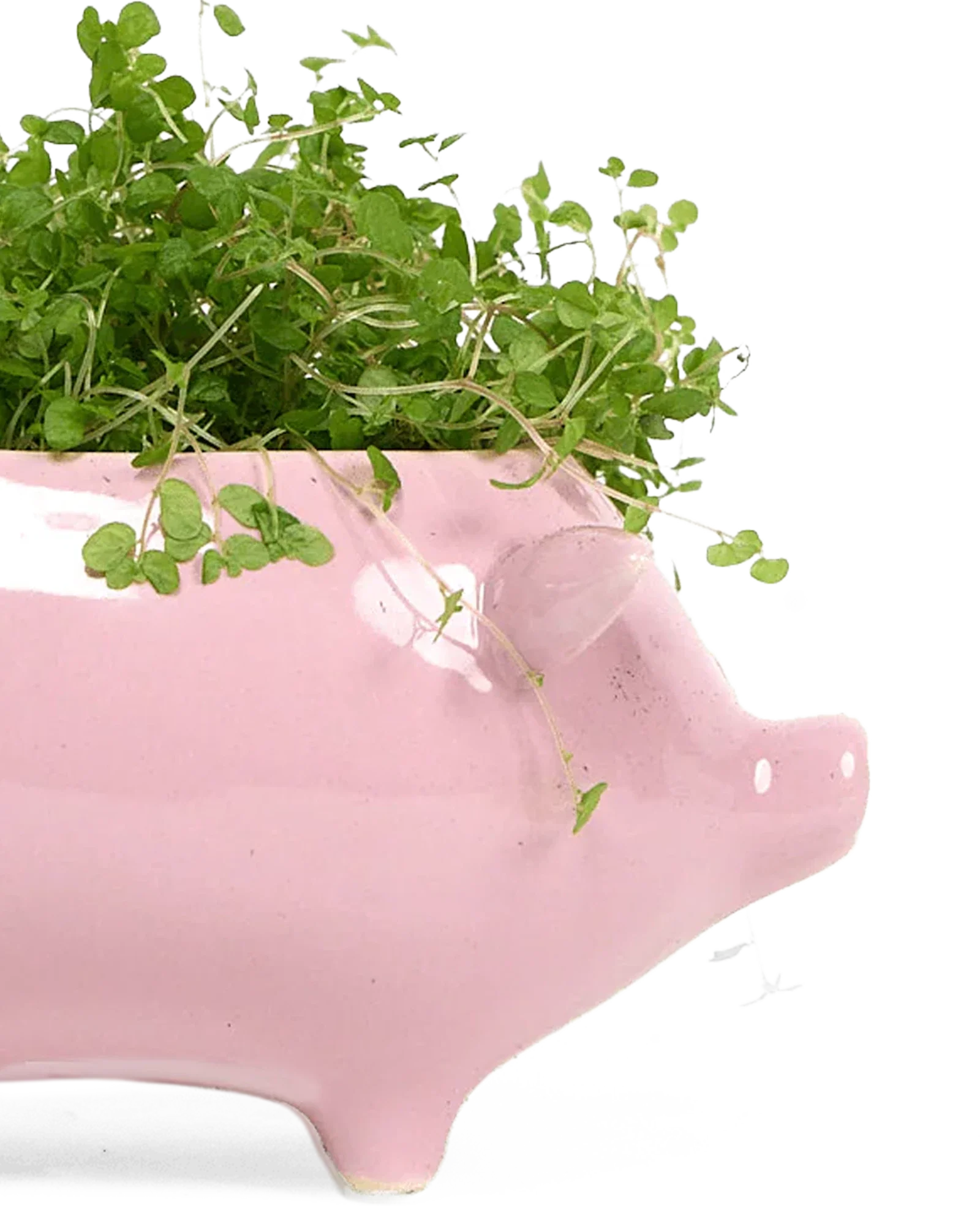 Pig Ceramic Indoor Plant Pot For Succulents - Image 13