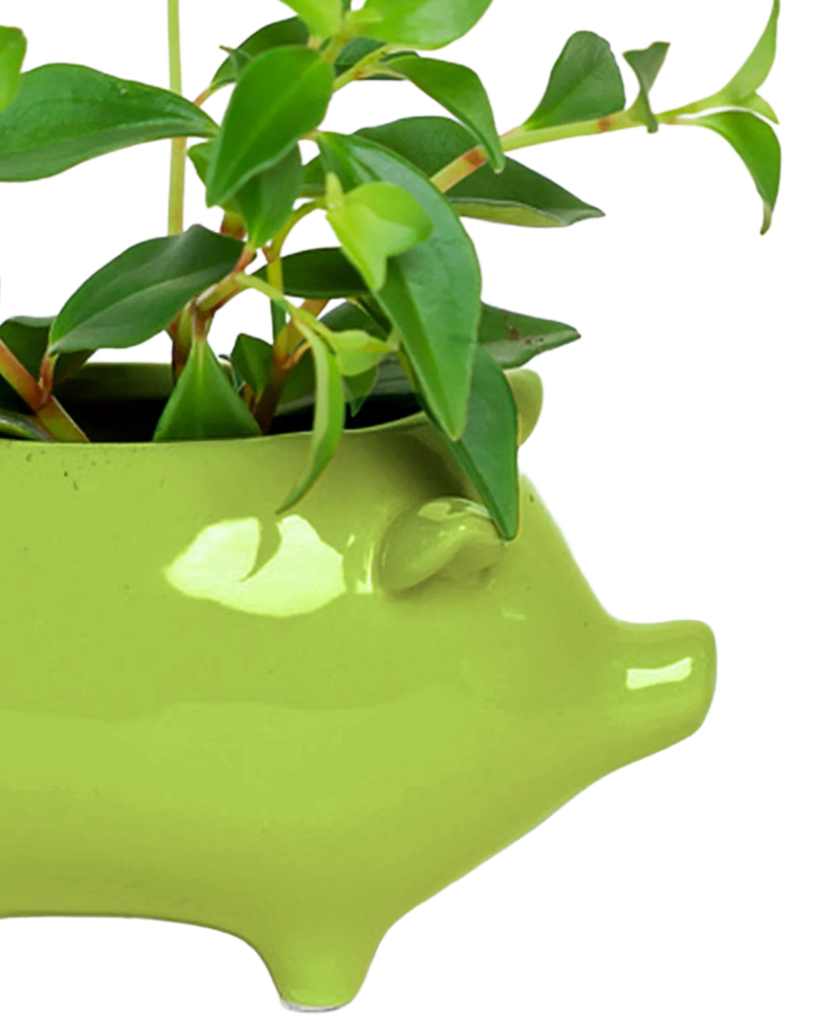 Pig Ceramic Indoor Plant Pot For Succulents - Image 4