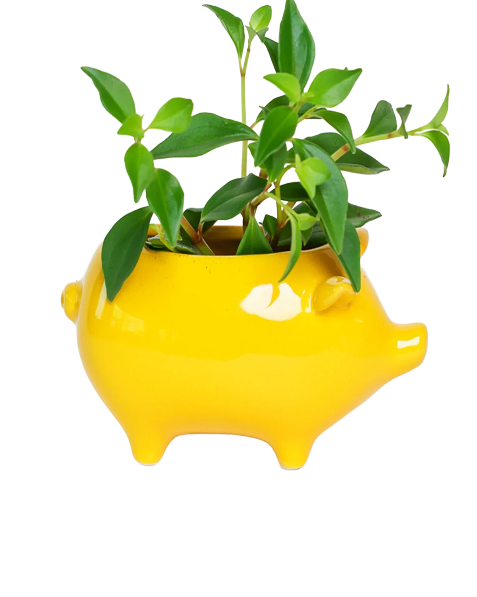 Pig Ceramic Indoor Plant Pot For Succulents - Image 6