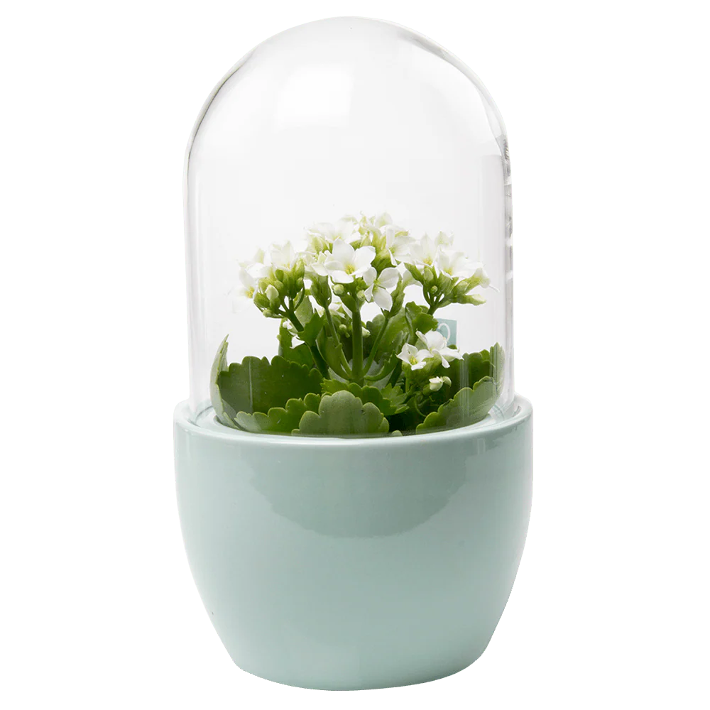 Pill Glass Terrarium Jar For Succulents - Image 3