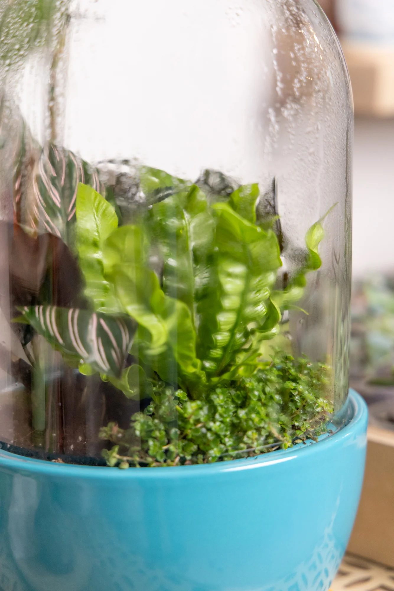 Pill Glass Terrarium Jar For Succulents - Image 4