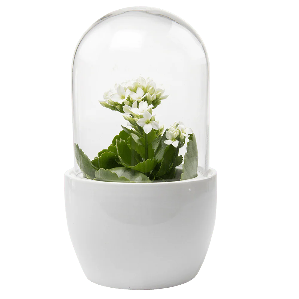 Pill Glass Terrarium Jar For Succulents - Image 5