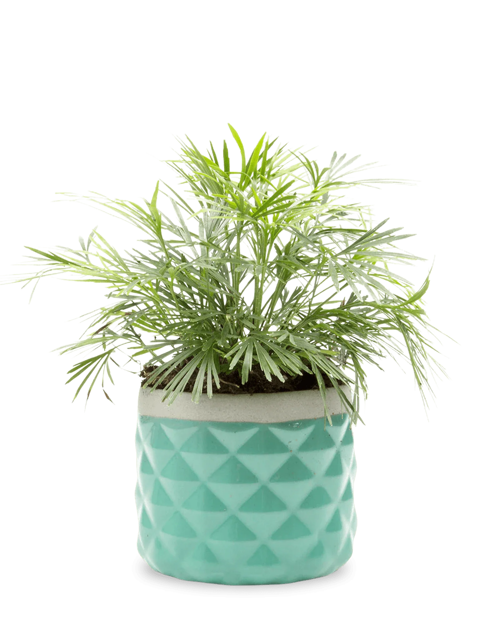Pina Ceramic Succulent Planter Pot