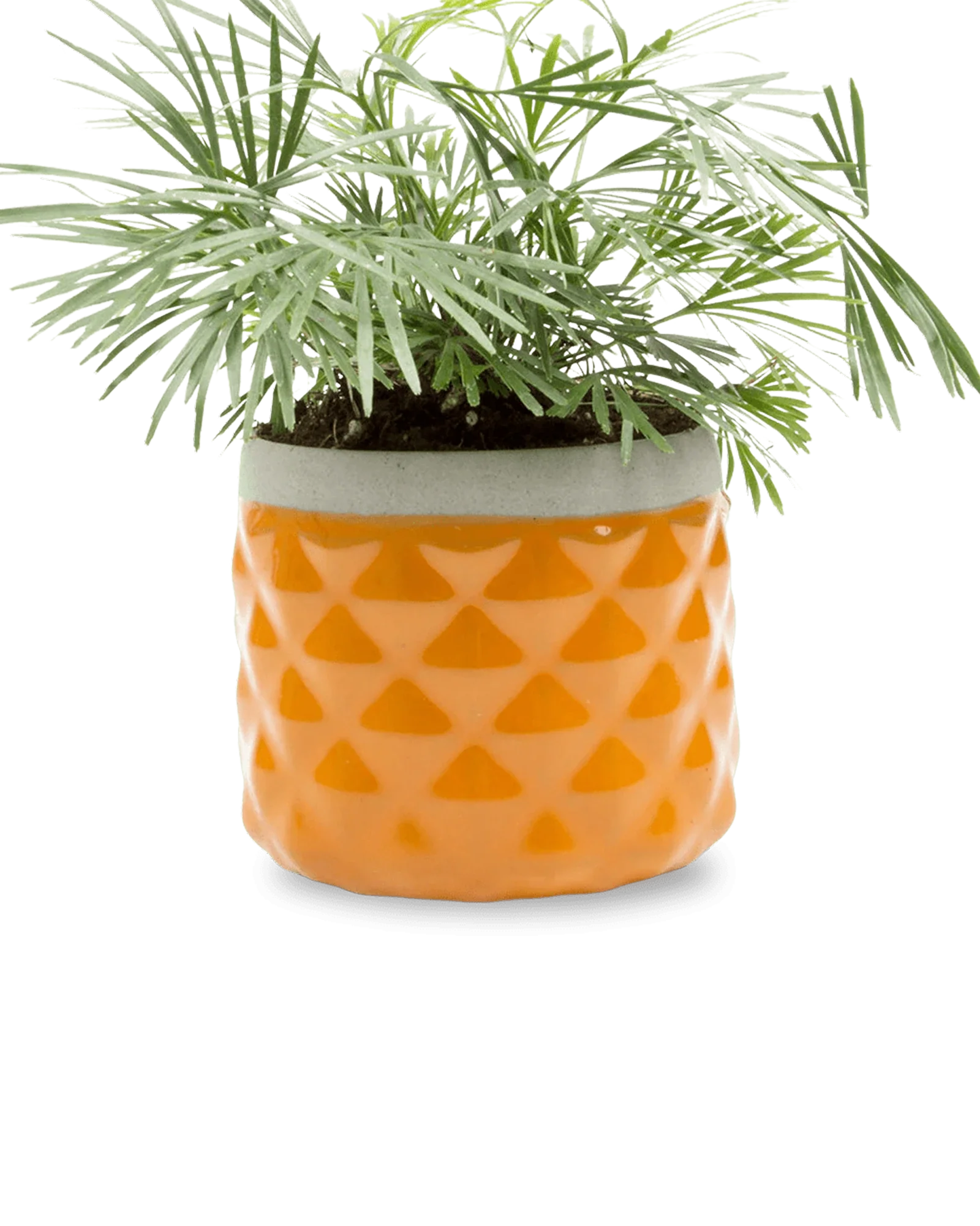 Pina Ceramic Succulent Planter Pot - Image 13