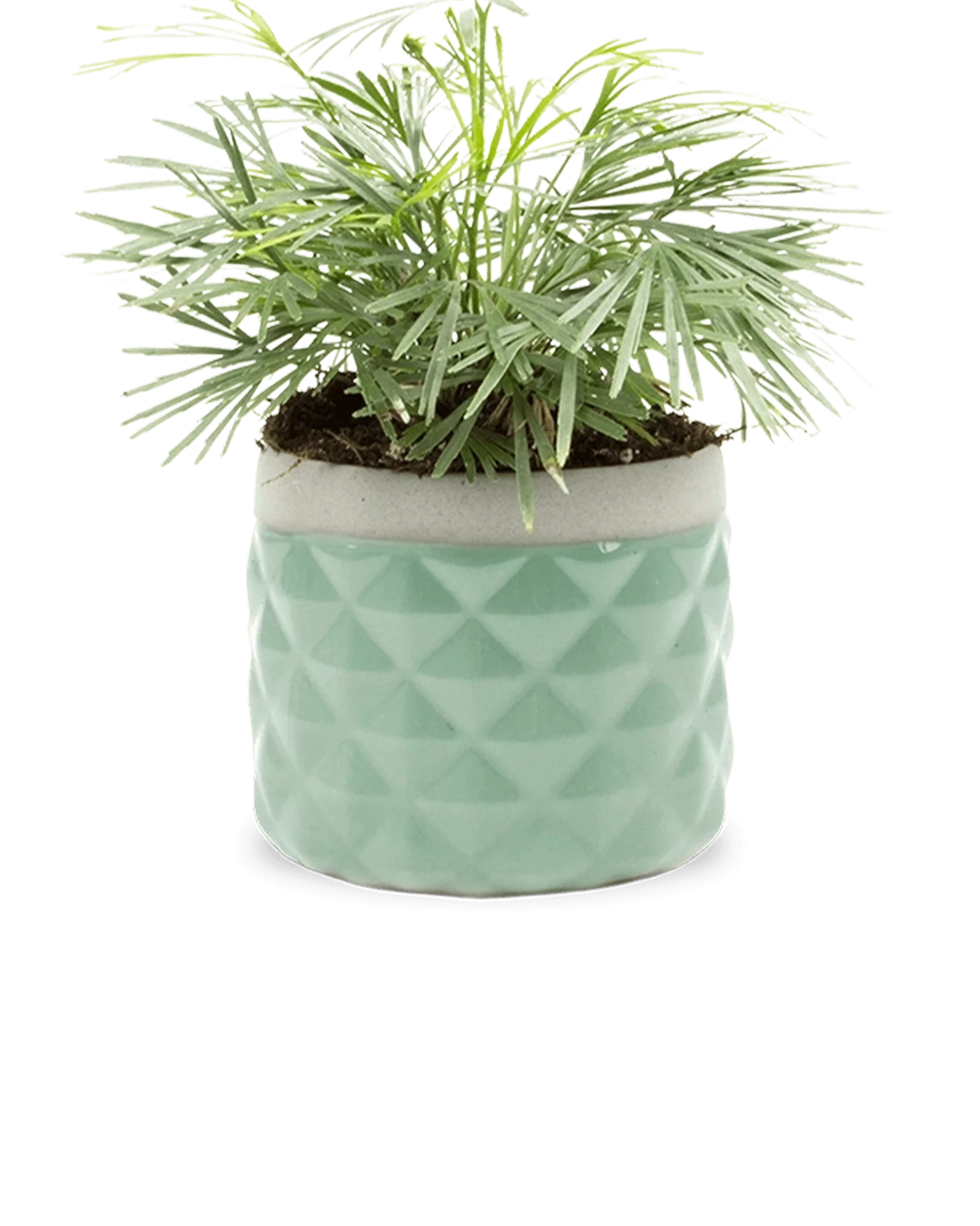 Pina Ceramic Succulent Planter Pot - Image 17