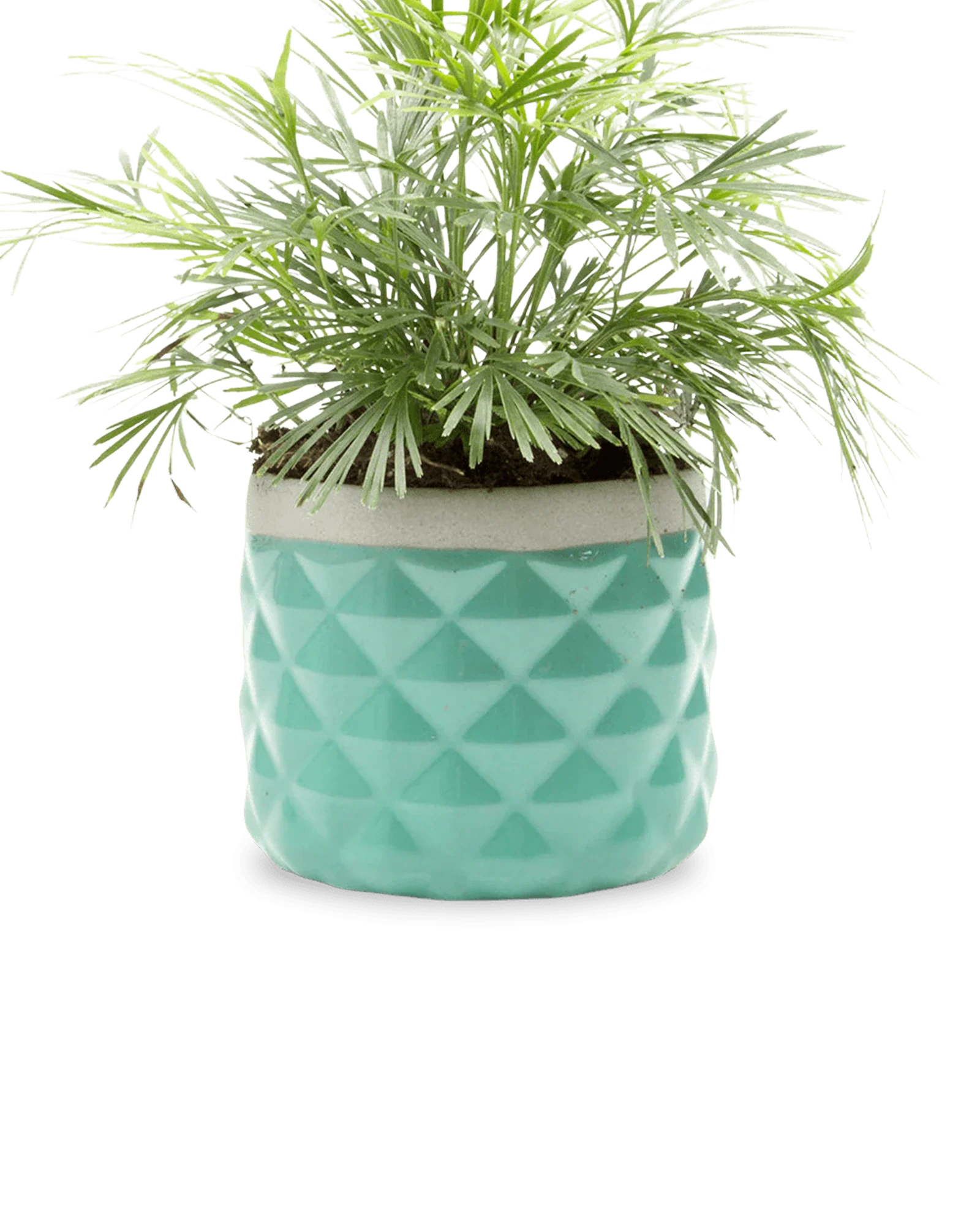 Pina Ceramic Succulent Planter Pot - Image 3