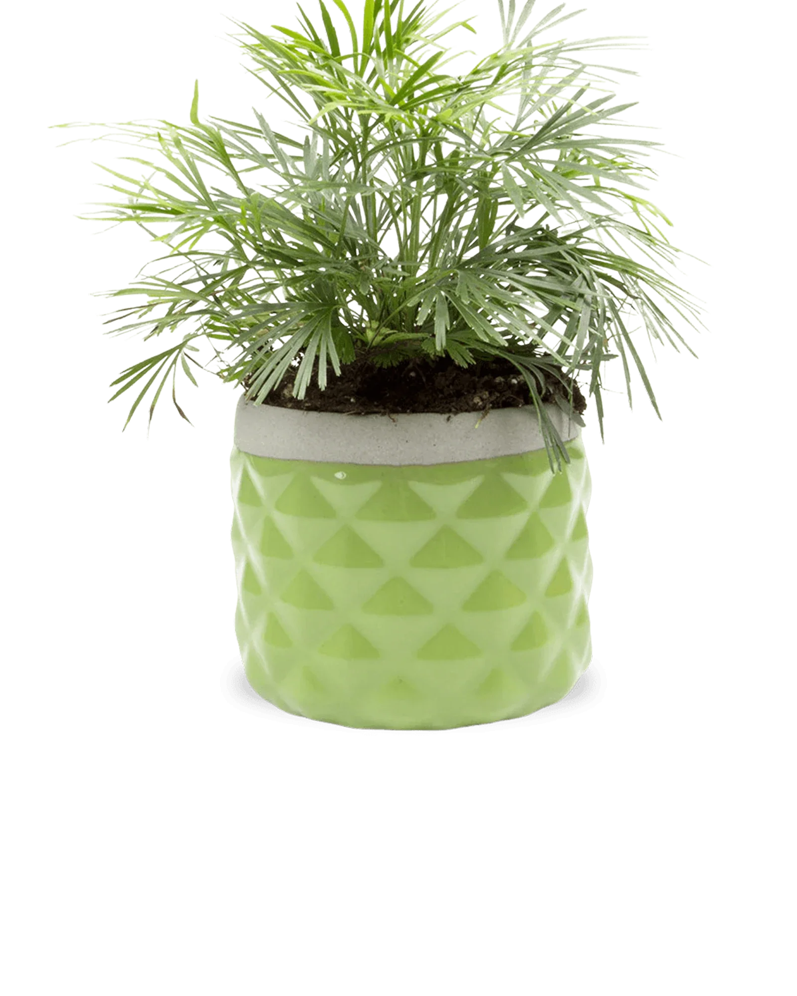 Pina Ceramic Succulent Planter Pot - Image 5